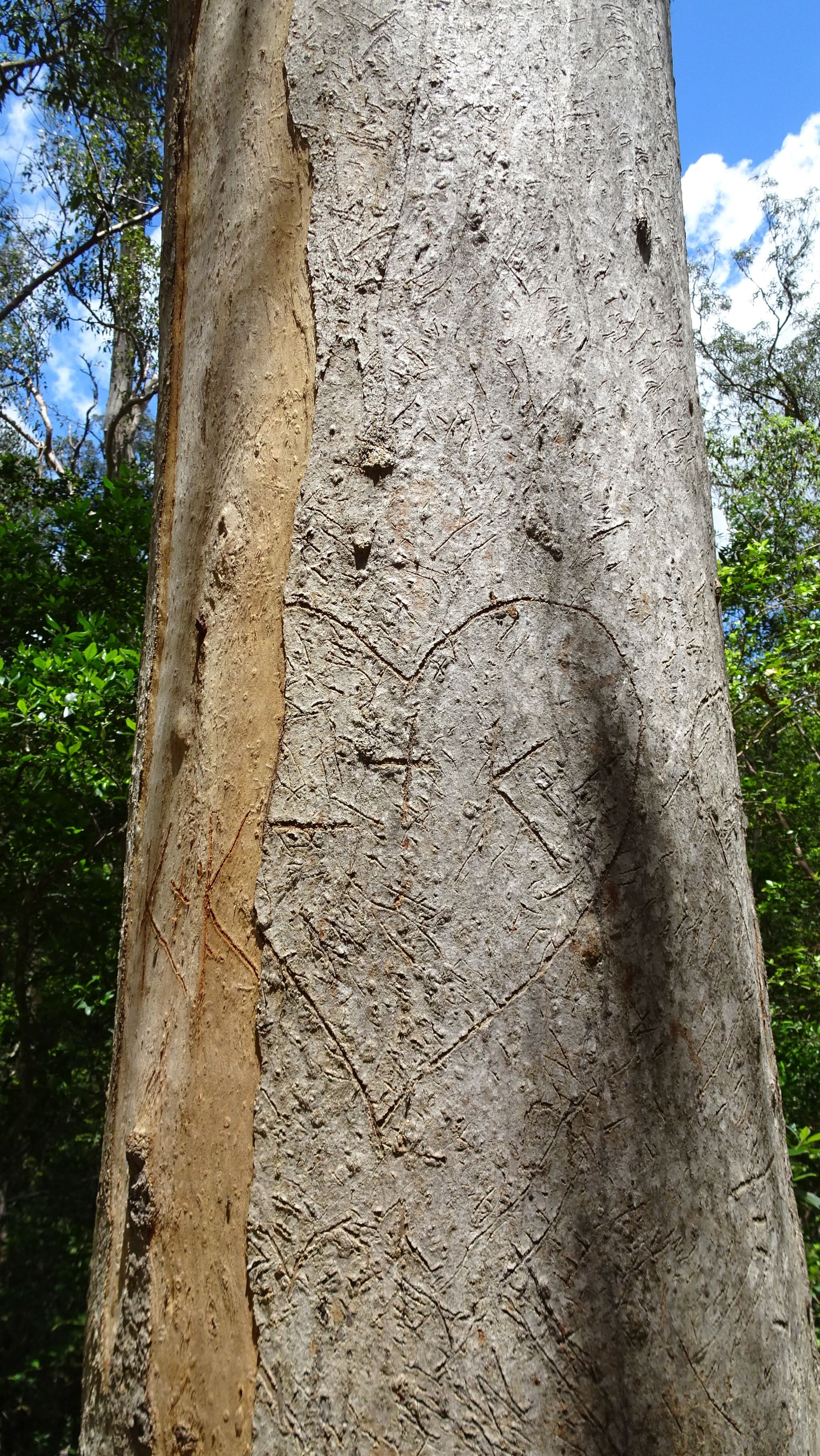 Love heart & initials carved in tree