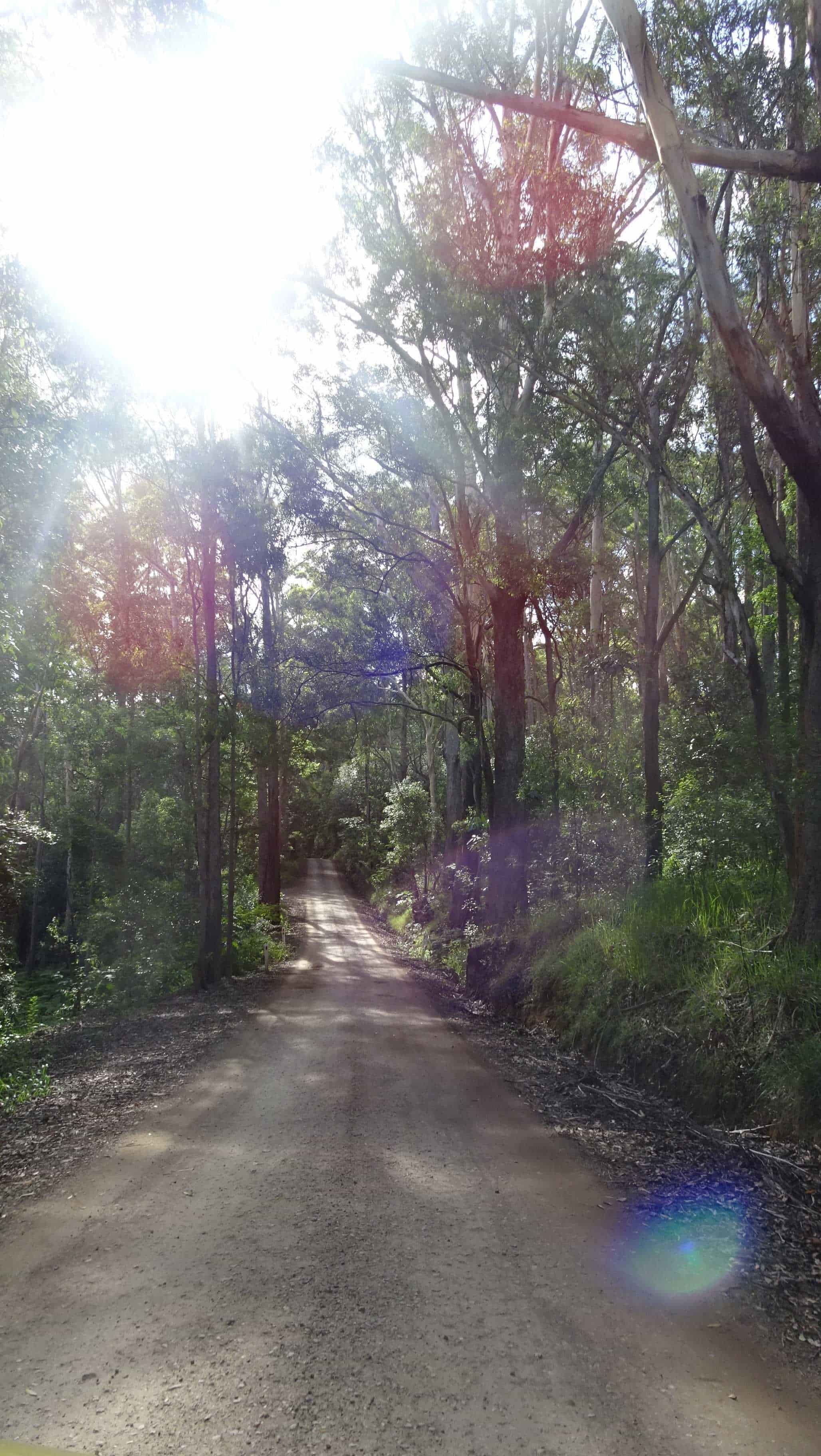 Country road with sun filtering through trees creating coloured balls of light