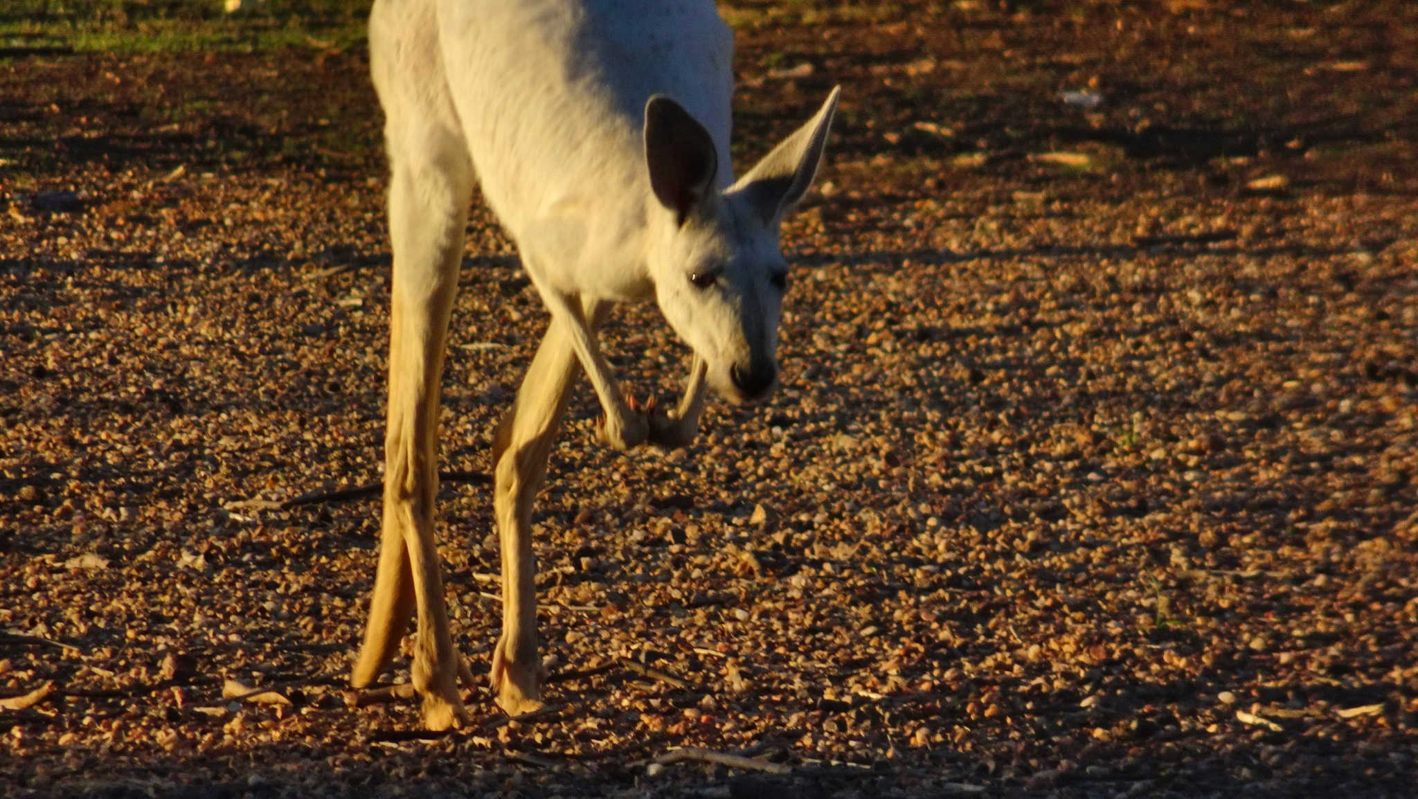 White rescue kangaroo mid-hop