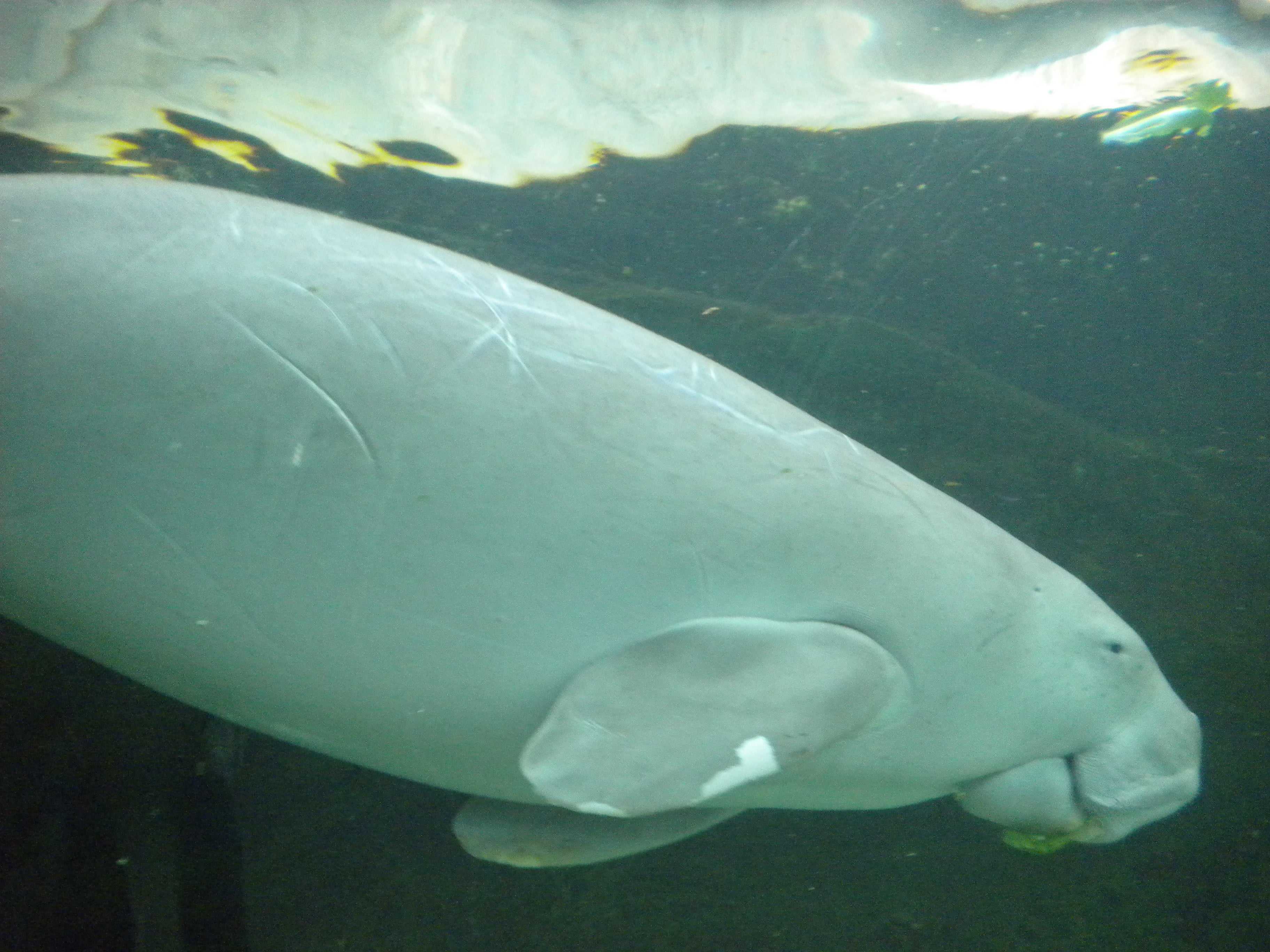 Smiling dugong in aquarium