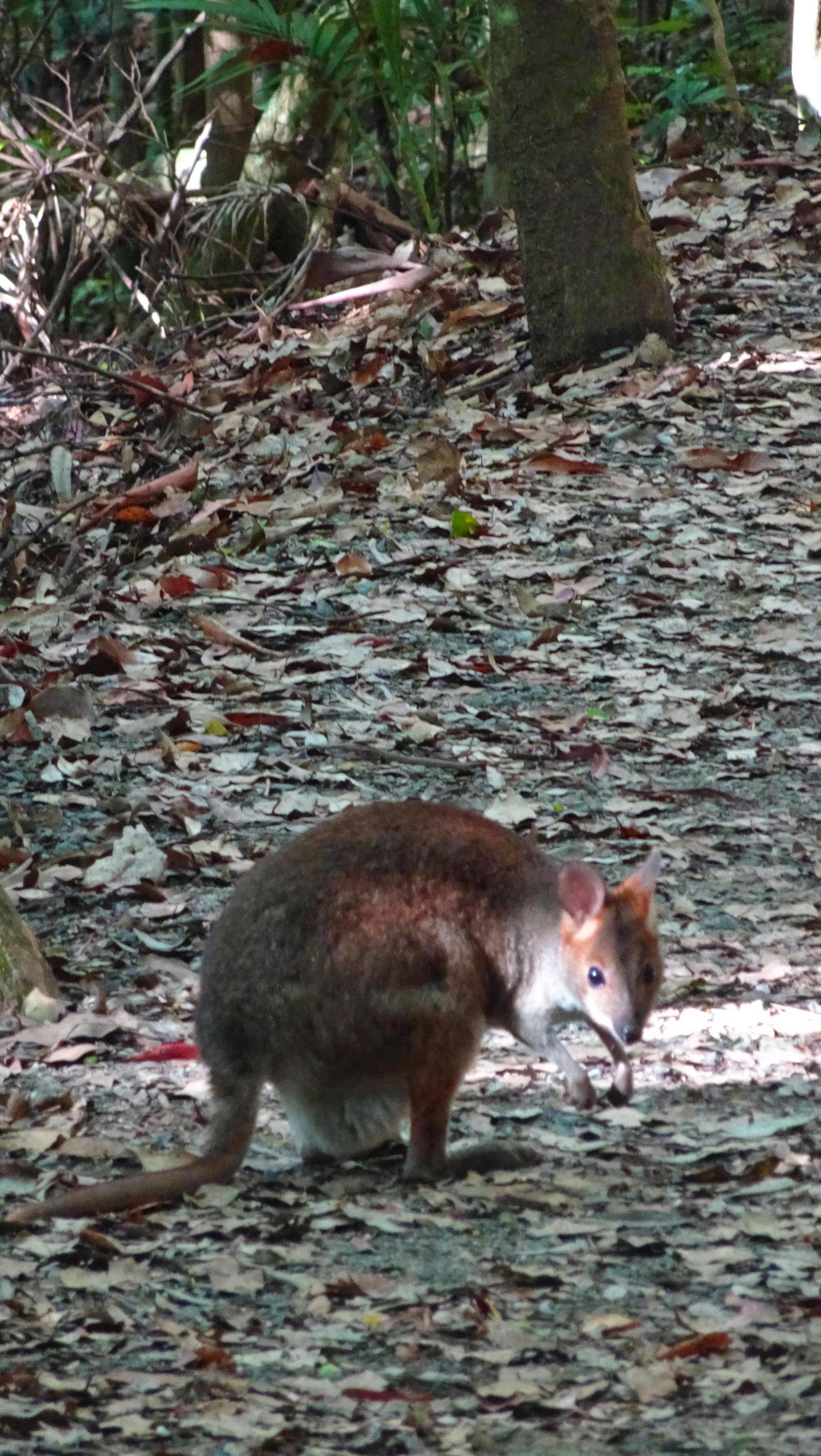 Red-necked pademelon on forest path