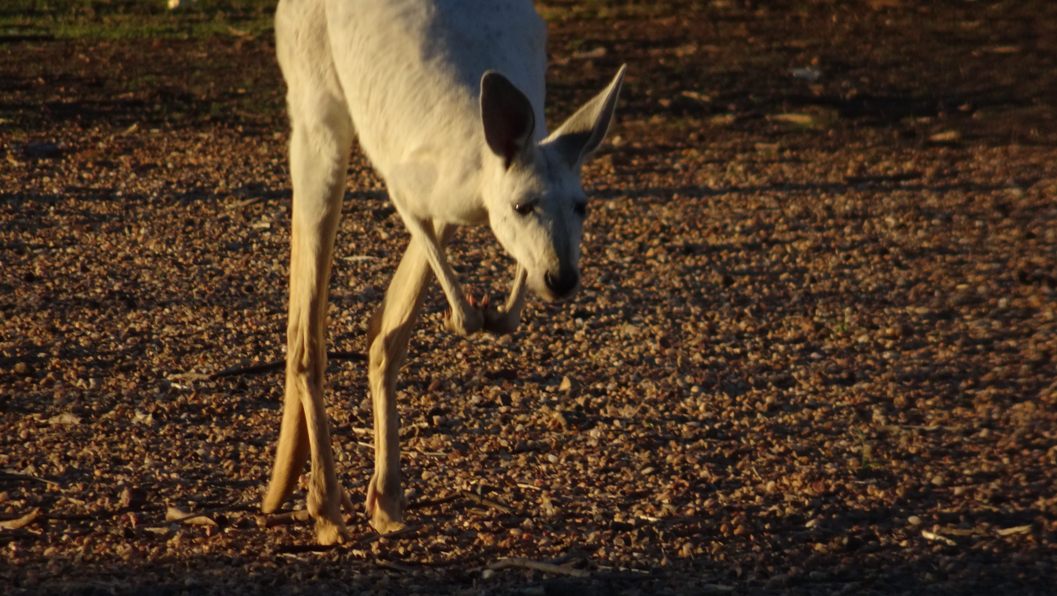 White rescue kangaroo mid-hop