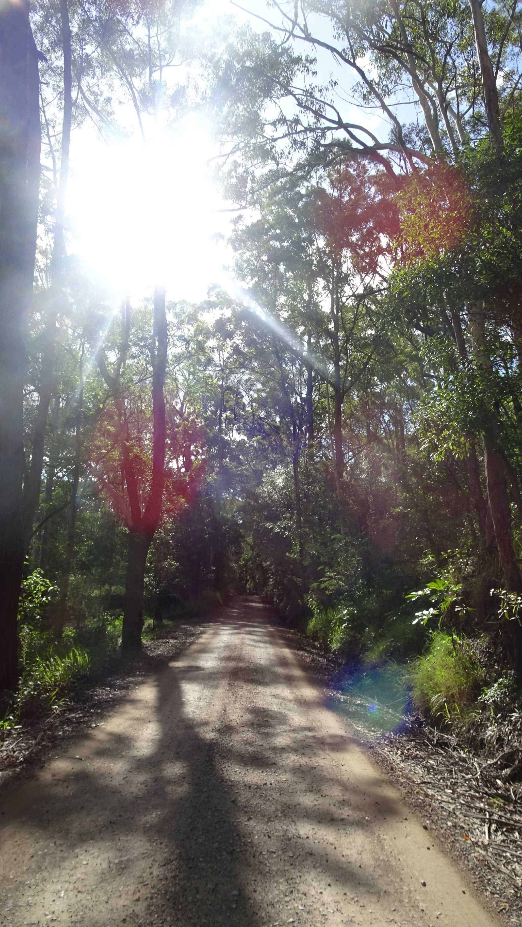 Country road with sun filtering through trees creating coloured balls of light