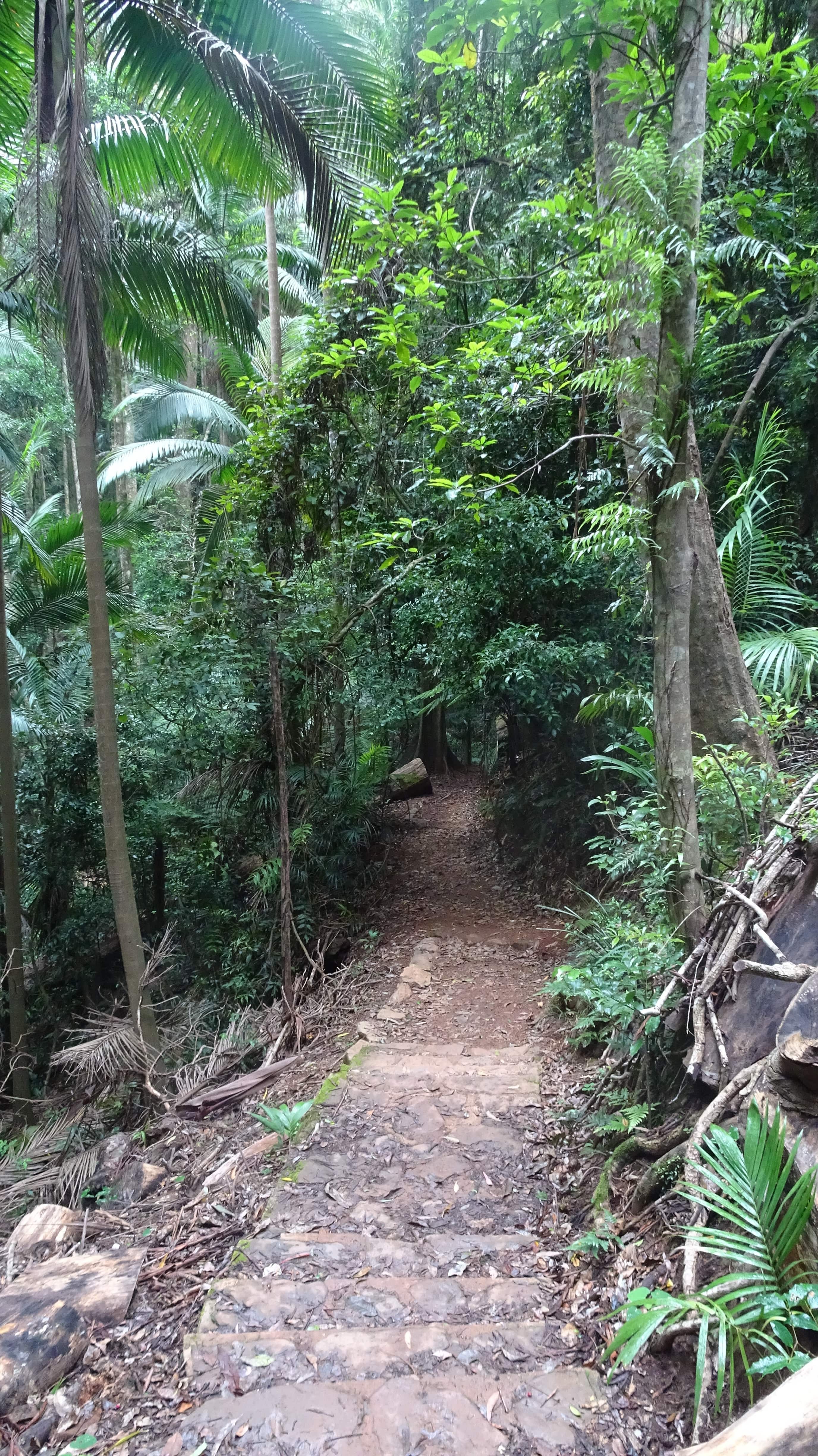 Rainforest path