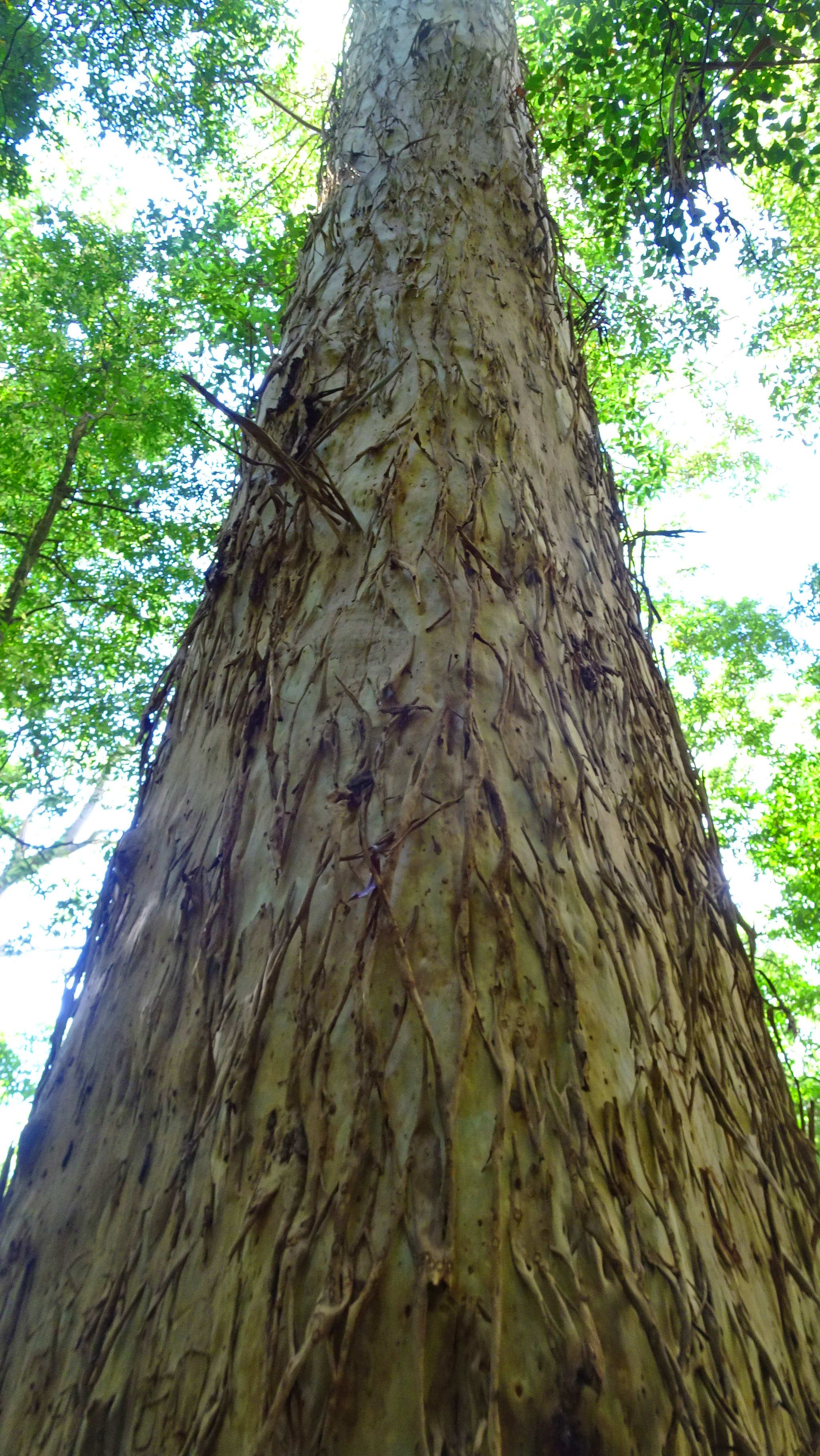 Tree trunk with shredded-looking bark
