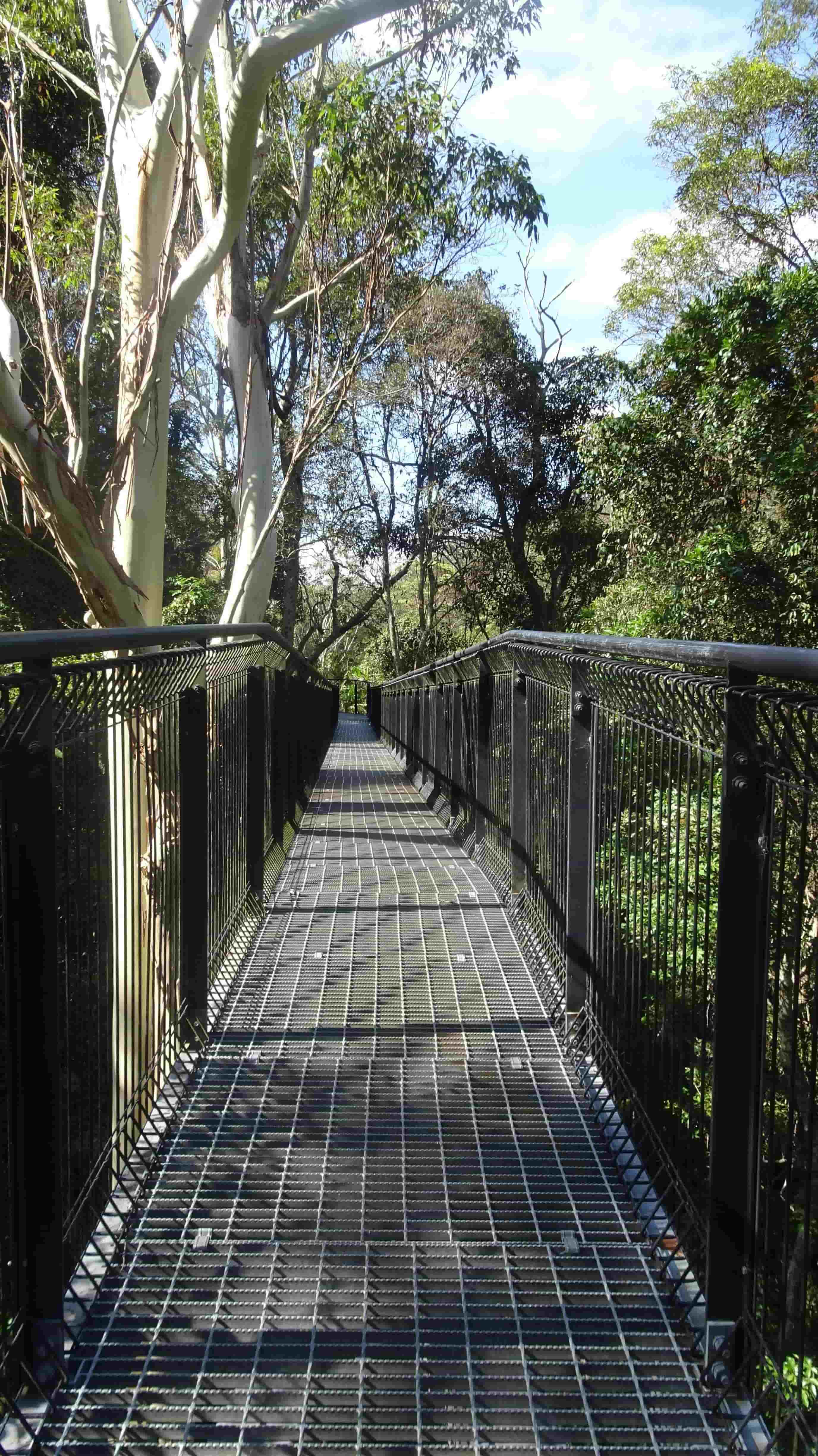 Elevated suspension walkway through treetops