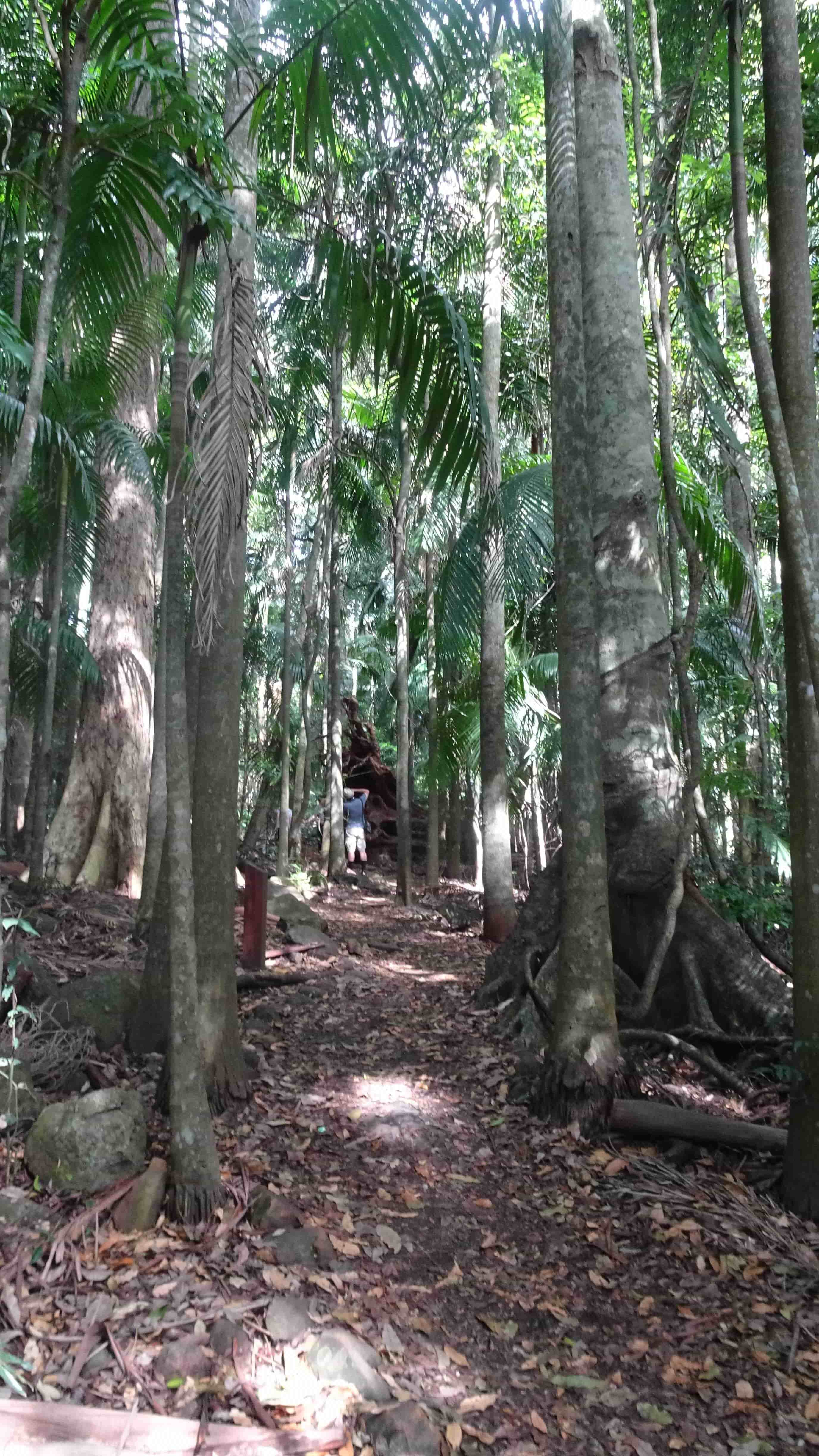 Leaf-strawn path in rainforest