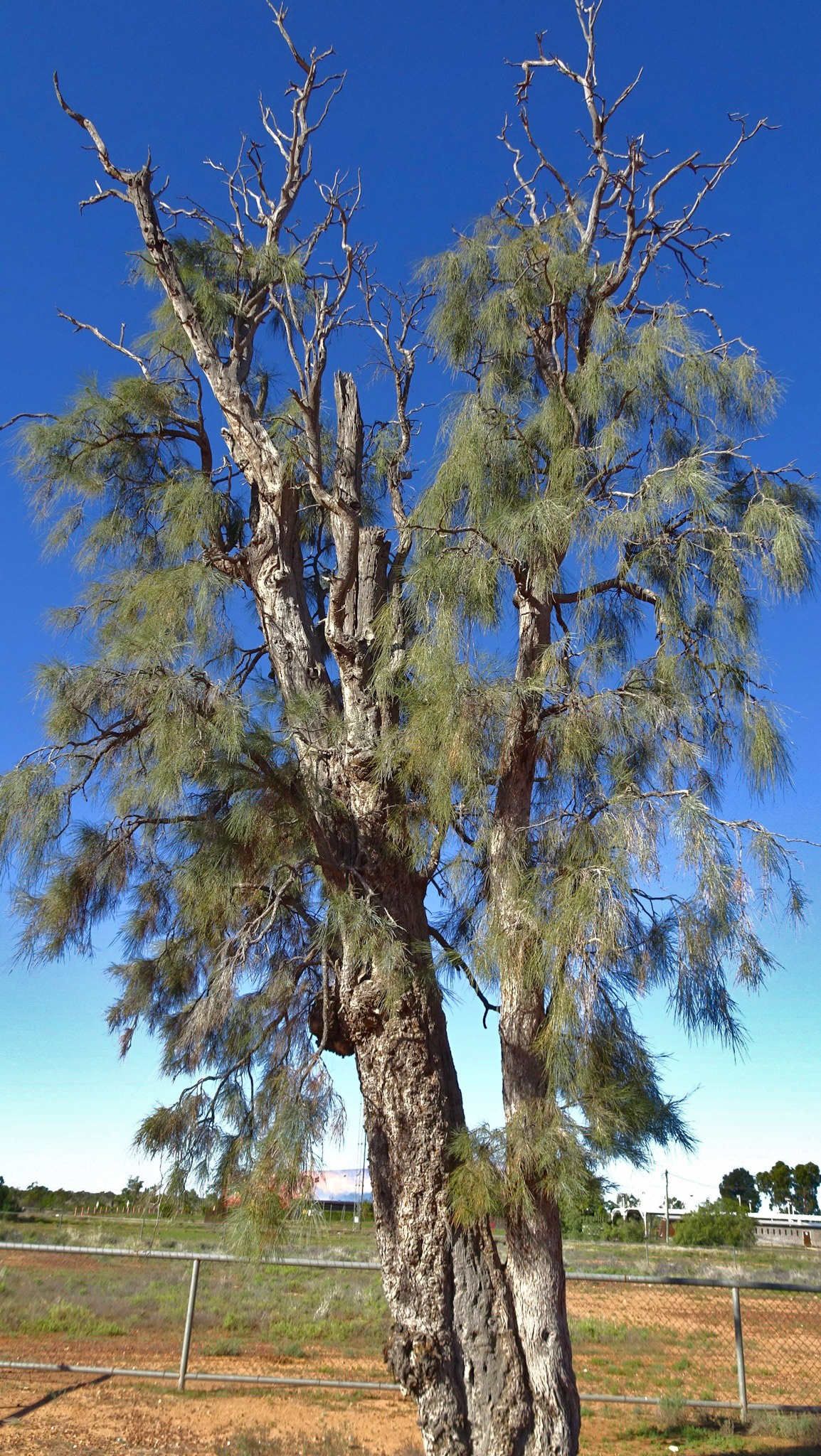 Sacred, rare Corroboree waddi tree (acacia peuce)