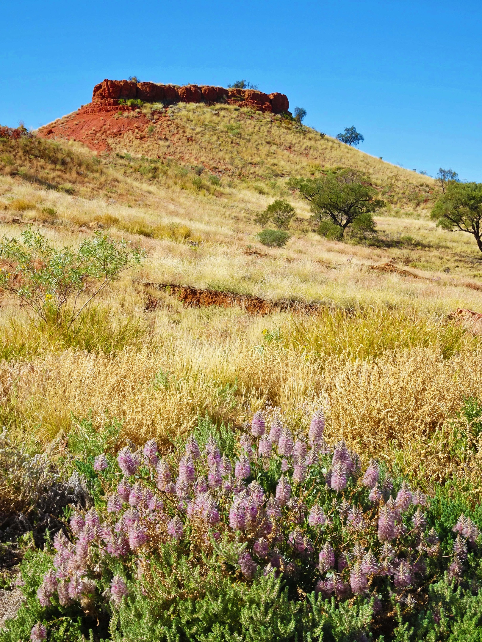 Wildflowers in foreground of red dirt butte and desert grass at Cawnpore Lookout