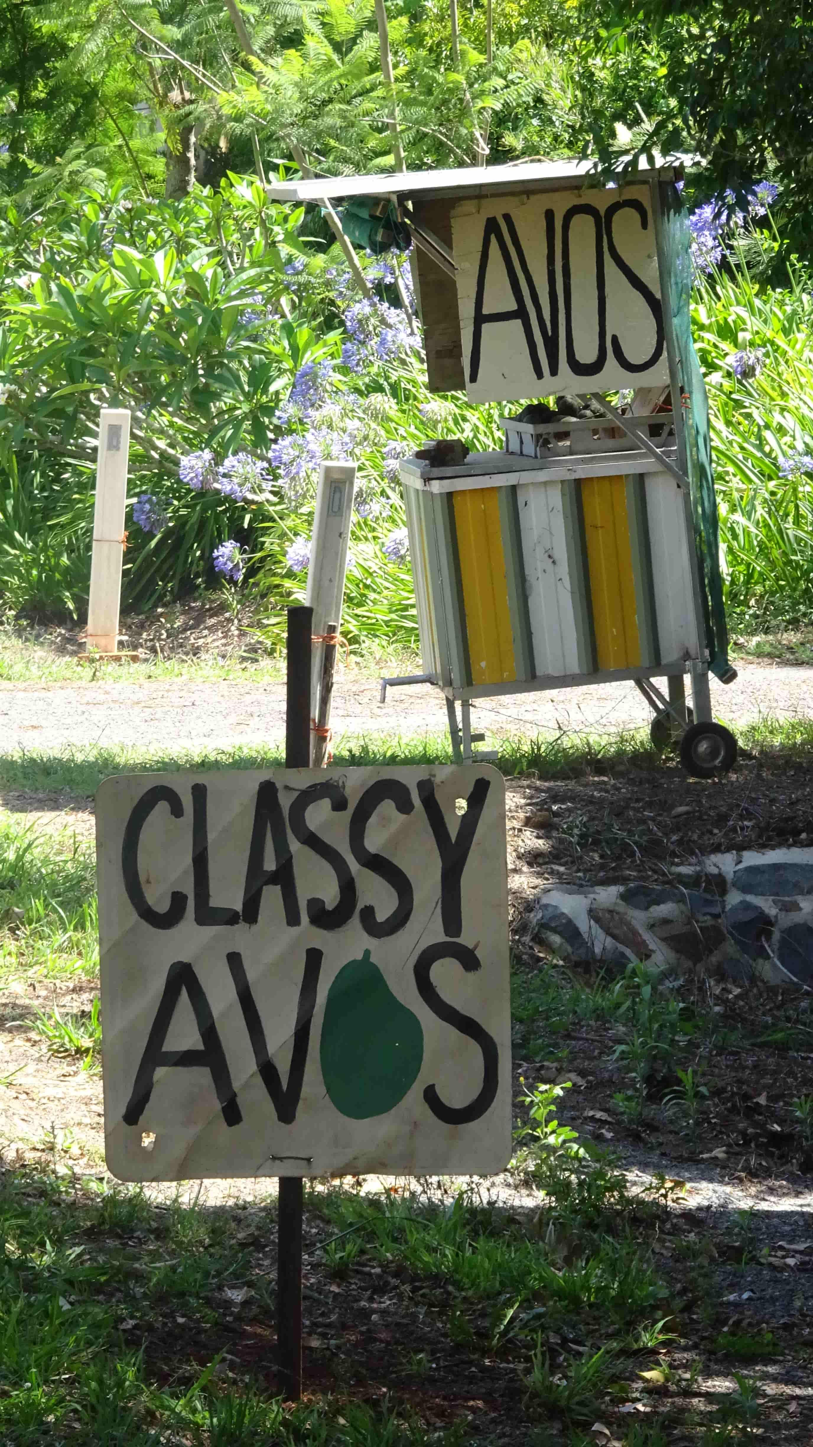 Roadside avocado stands & signs with one advertising "Classy Avos"