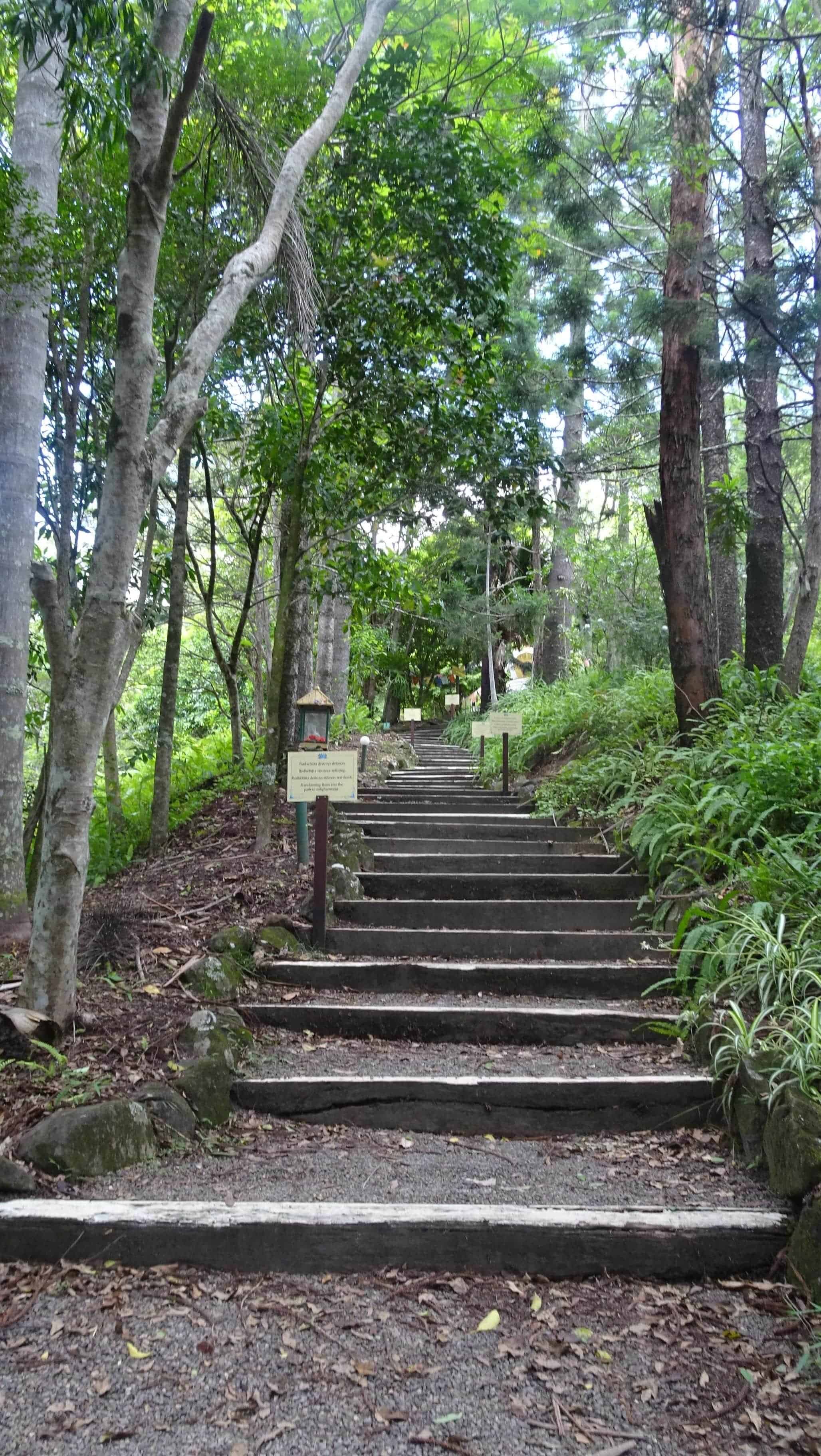 Wooden stairway in rainforest