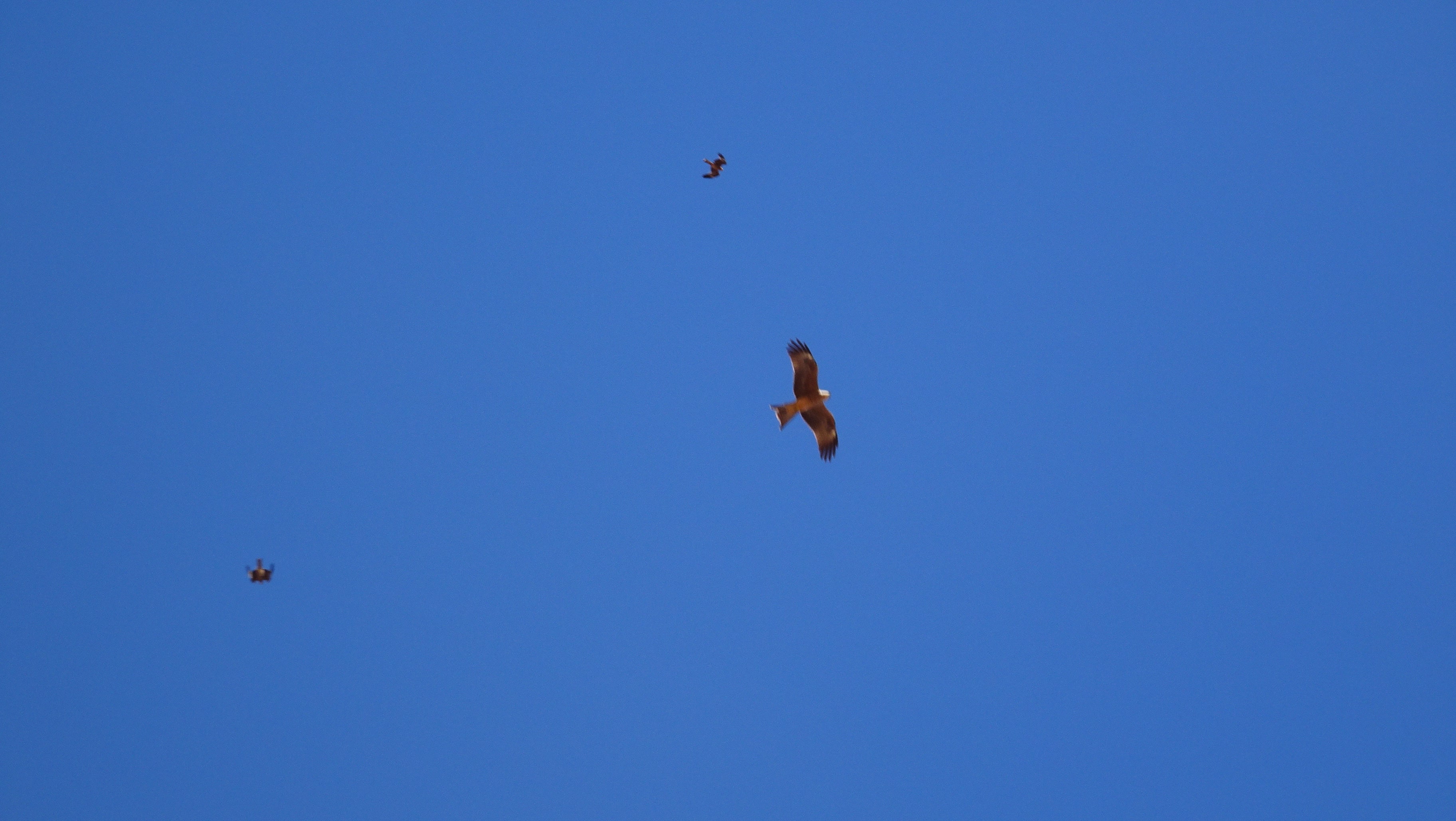 Wedge-tailed eagles flying against blue sky