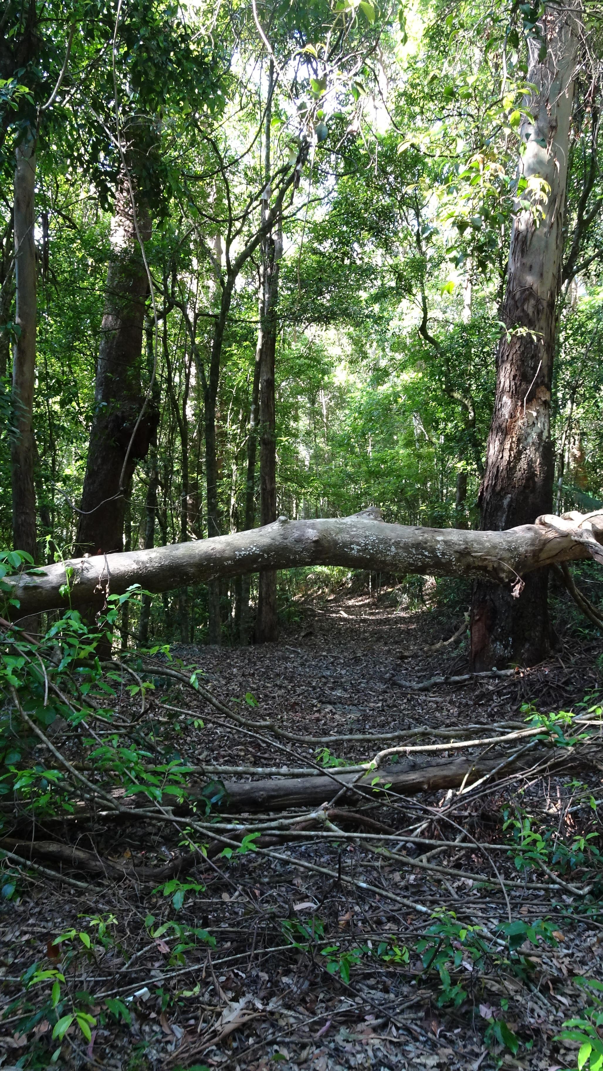 Fallen tree over rainforst path