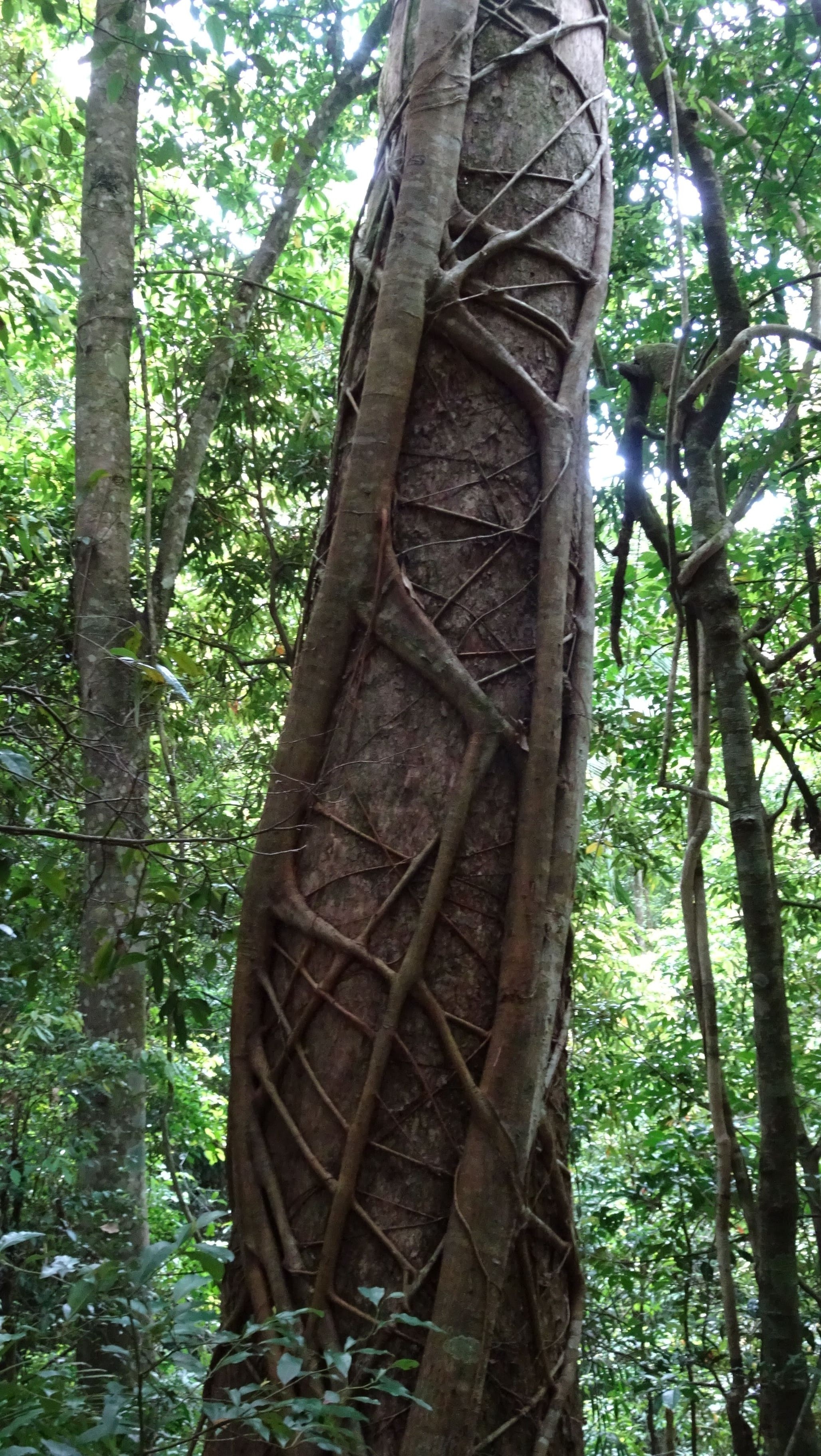 Tree trunk covered in macrame-looking vines