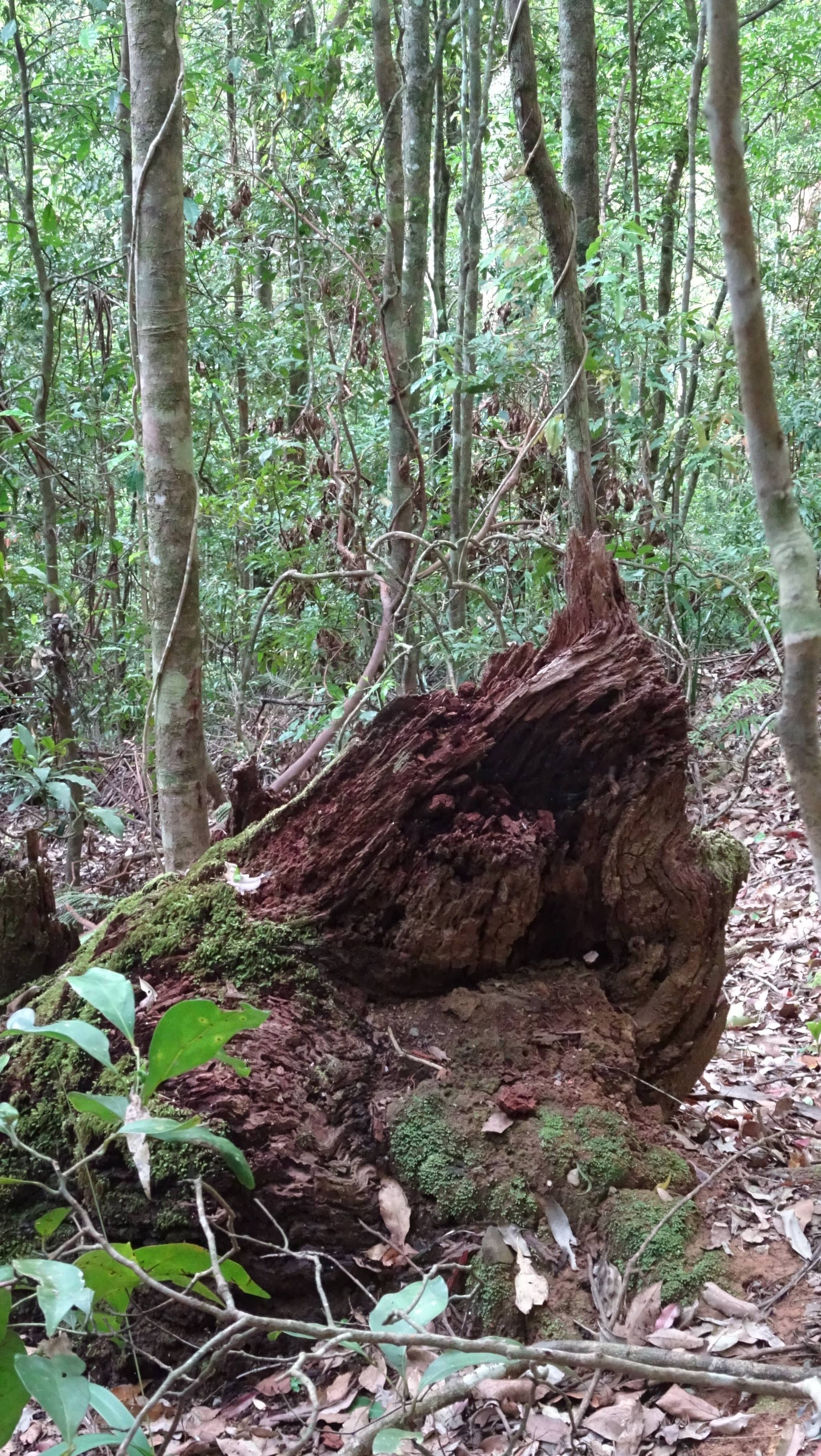 Uprooted tree hollow