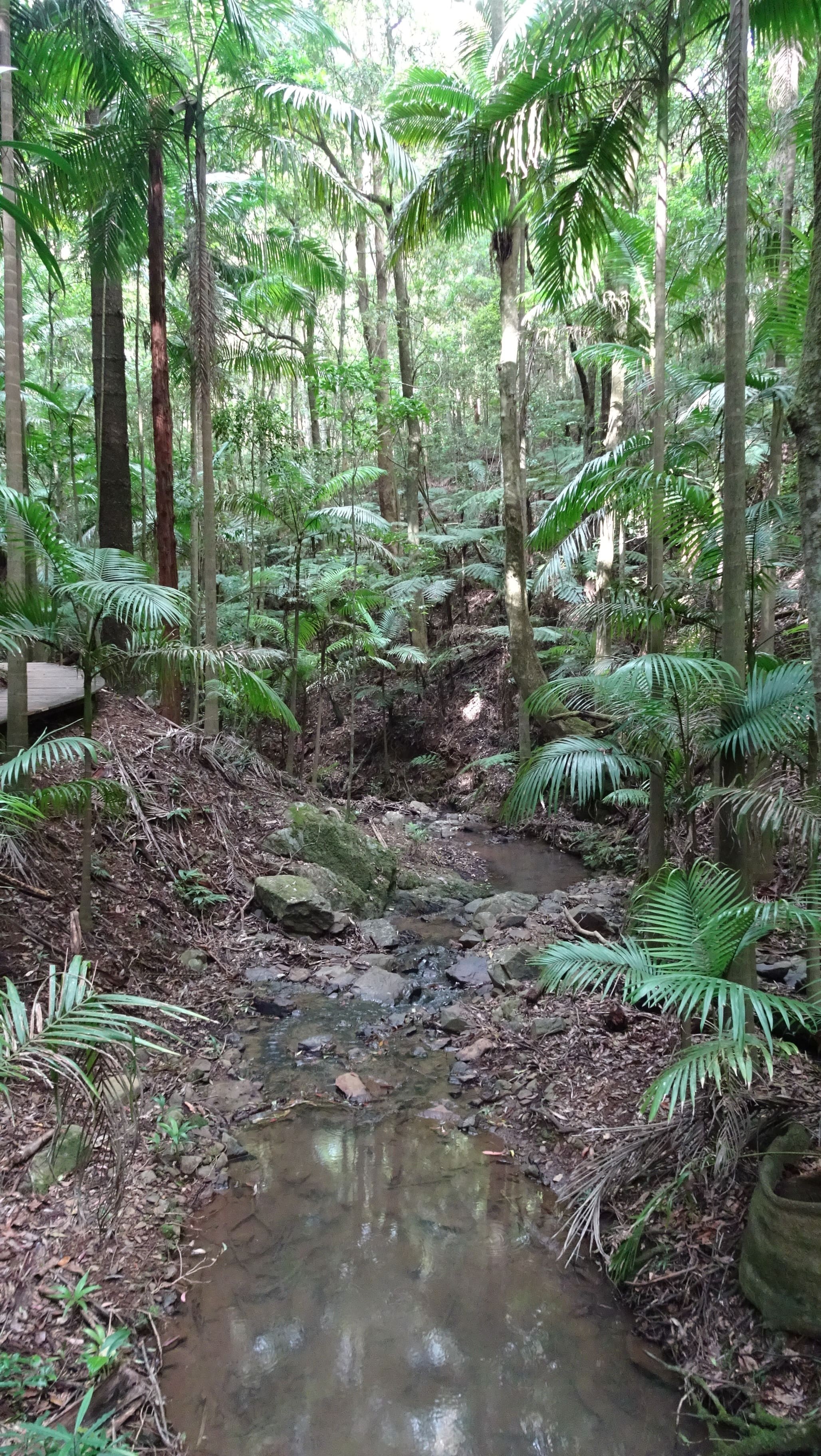 Rainforest stream