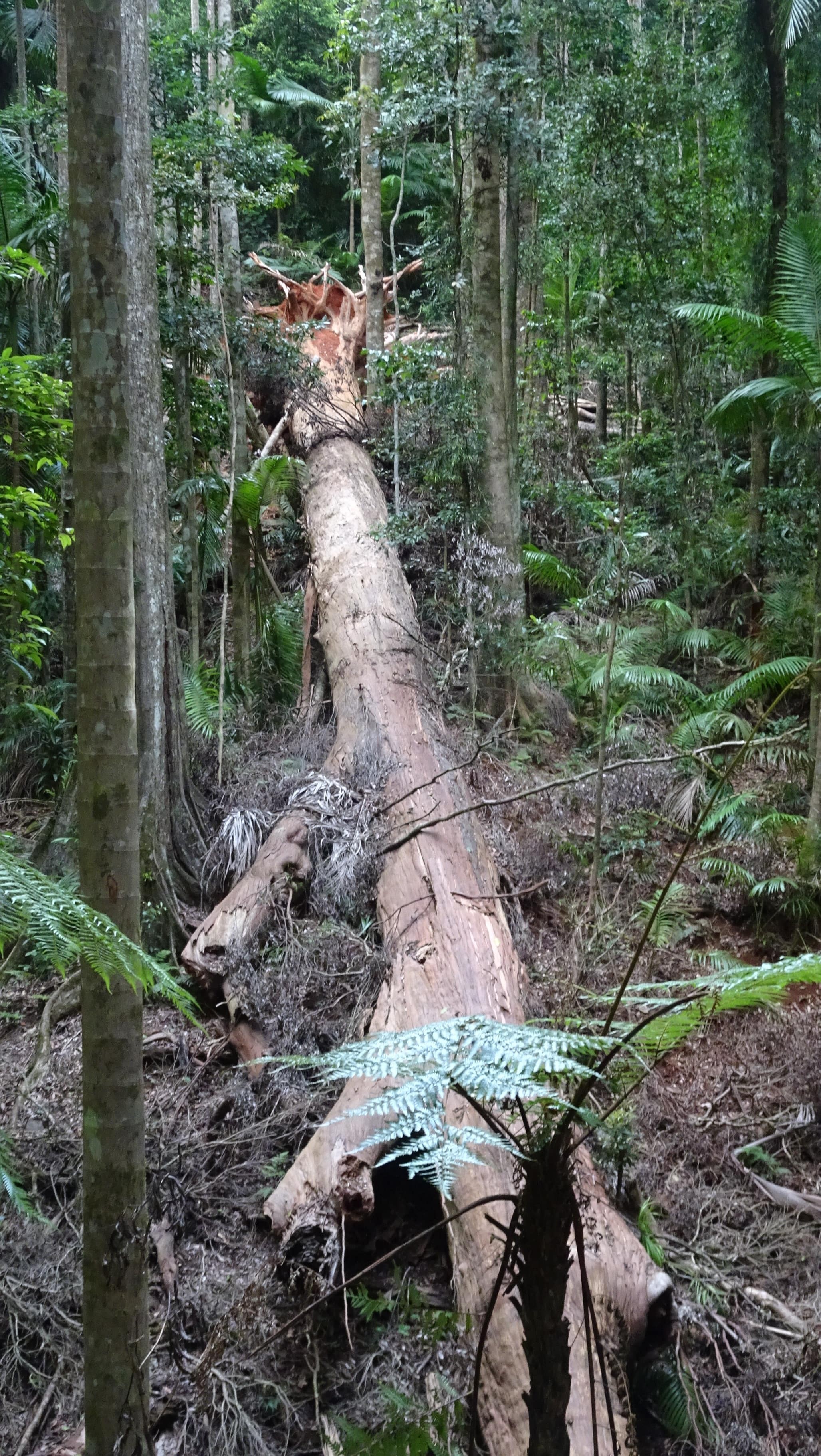 Enormous fallen tree on forest floor