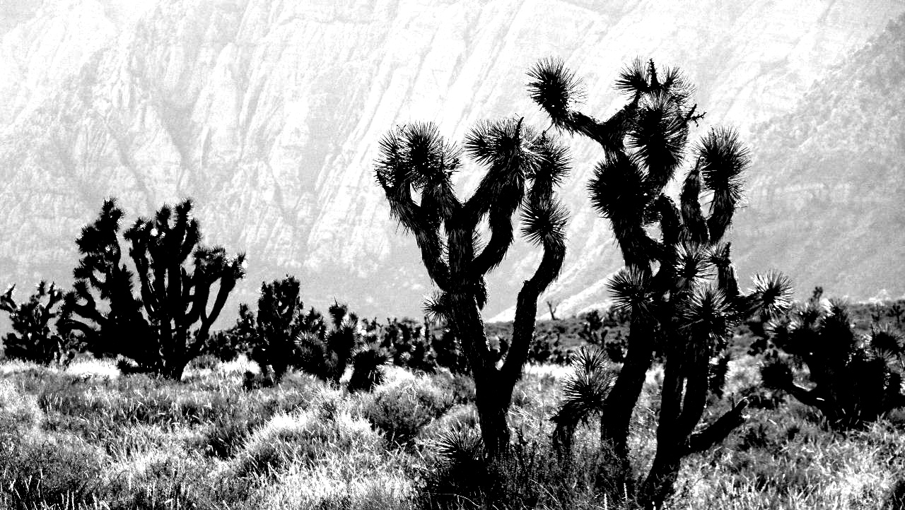 Black and white close-up of a Joshua tree in Red Rock Canyon, Nevada