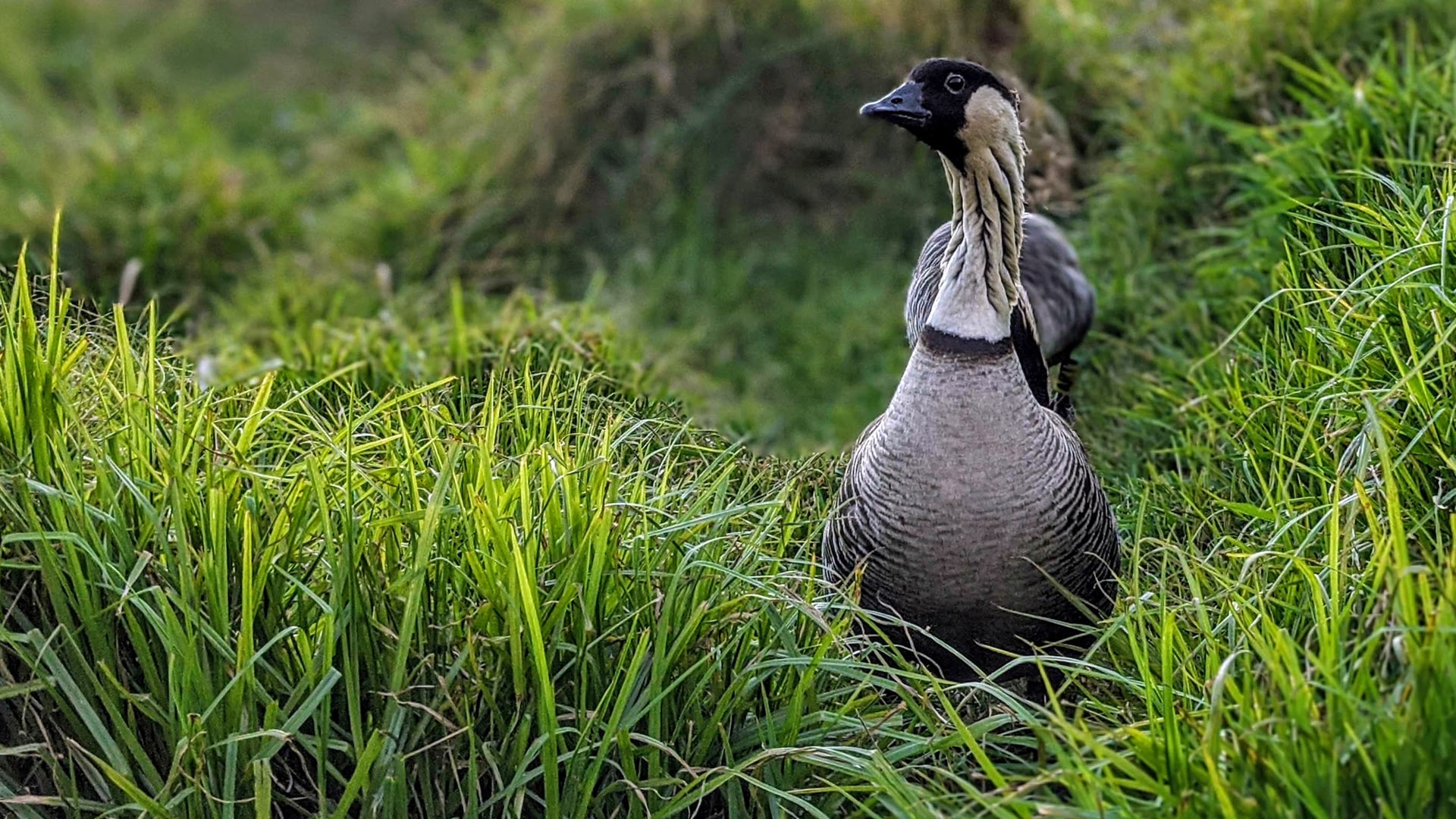 Hawaiian goose nēnē