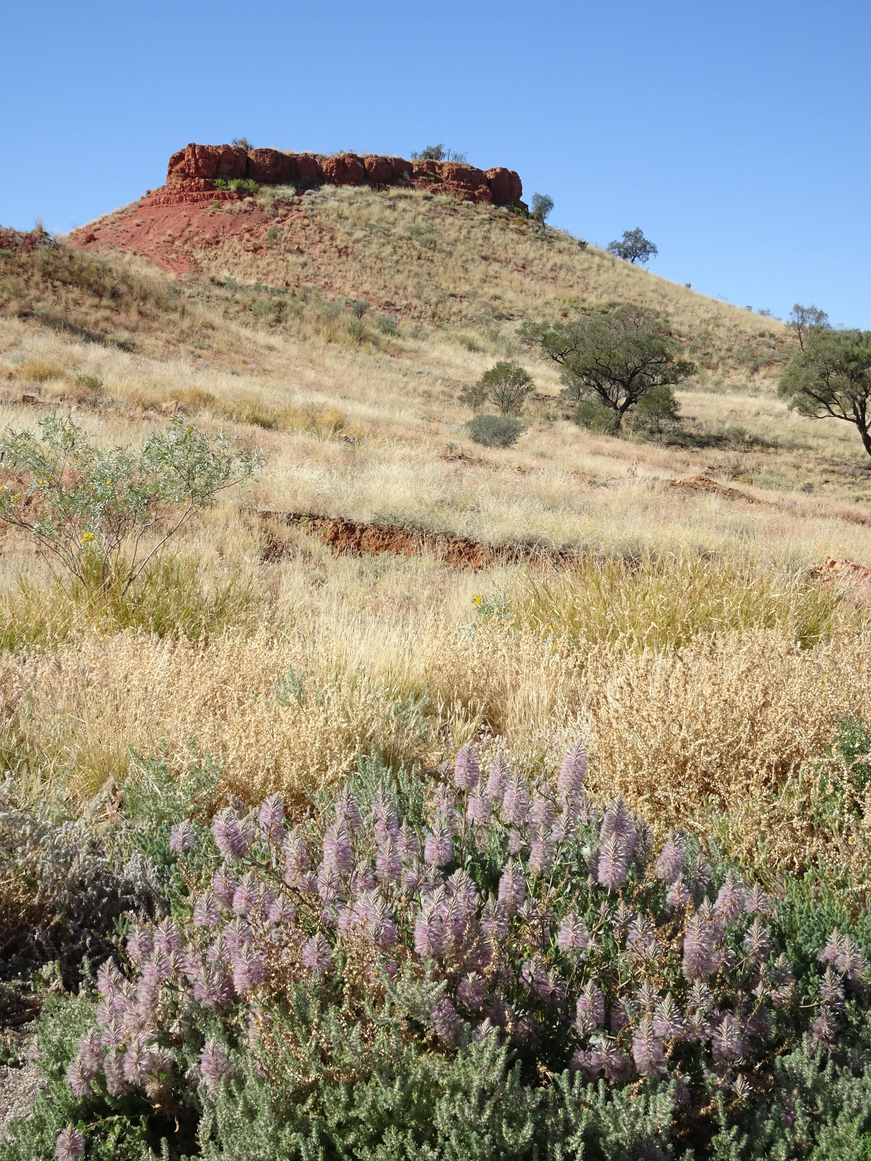 Wildflowers in foreground of red dirt butte and desert grass at Cawnpore Lookout