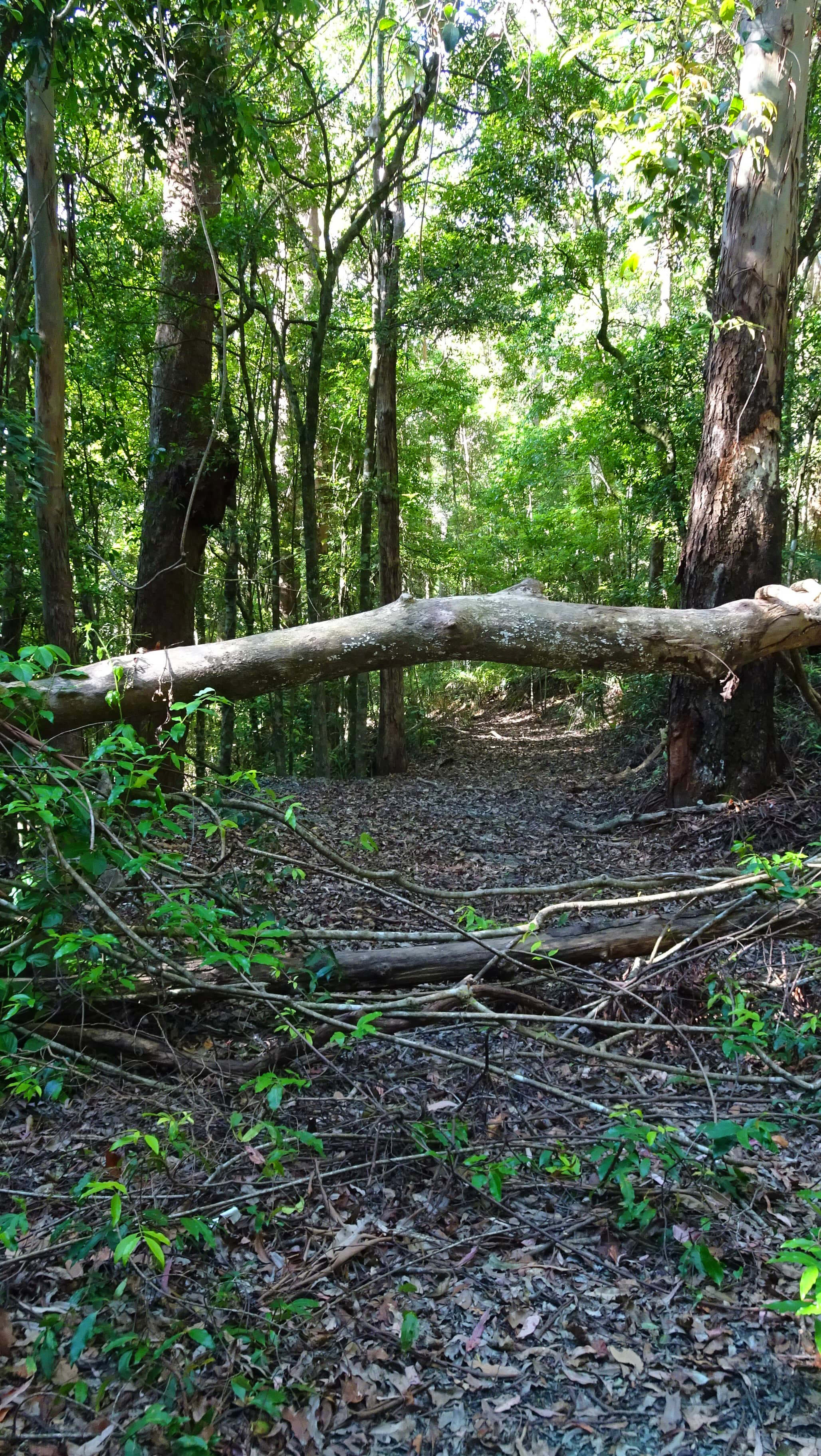 Fallen tree over rainforst path