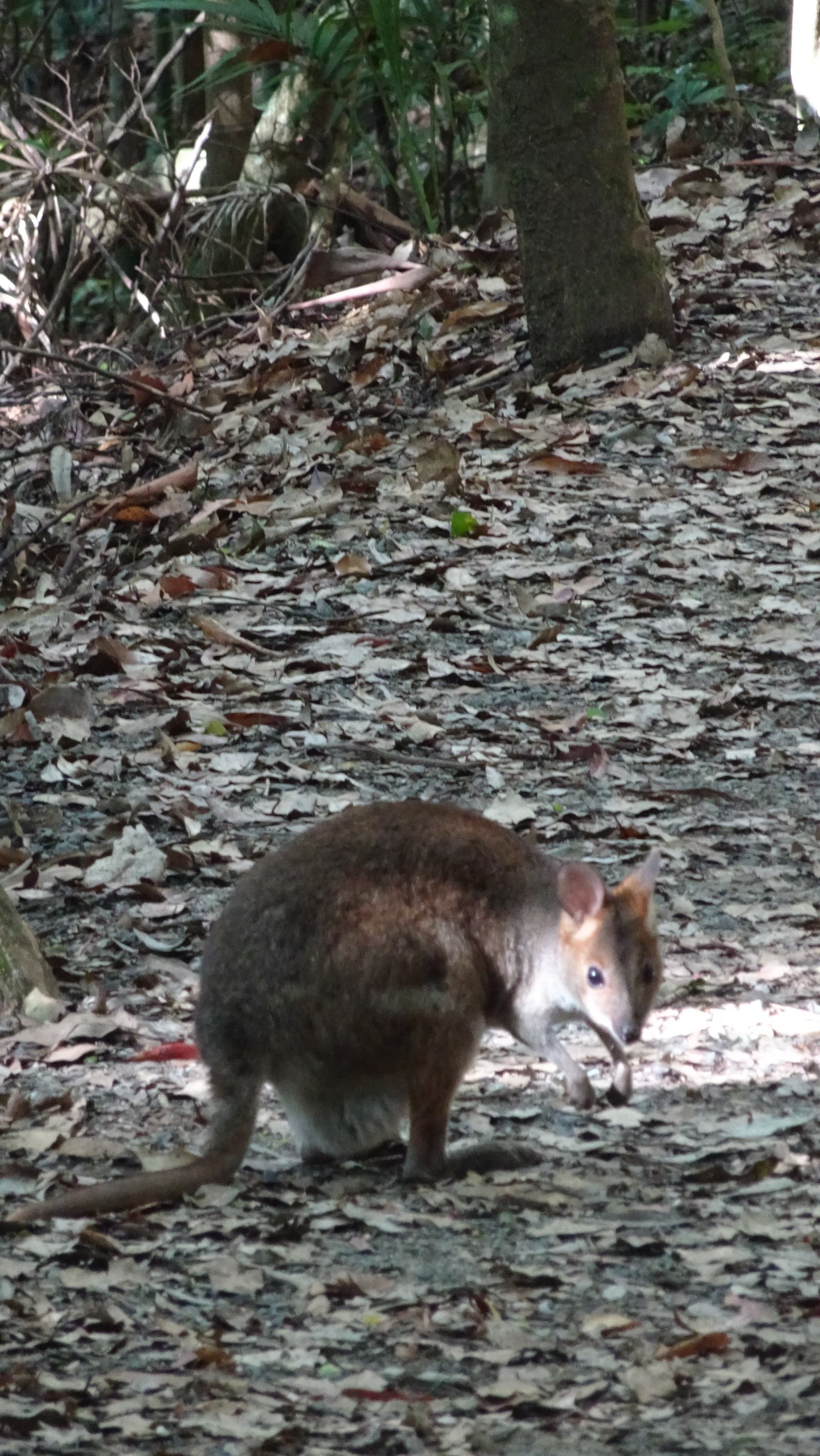 Red-necked pademelon on forest path