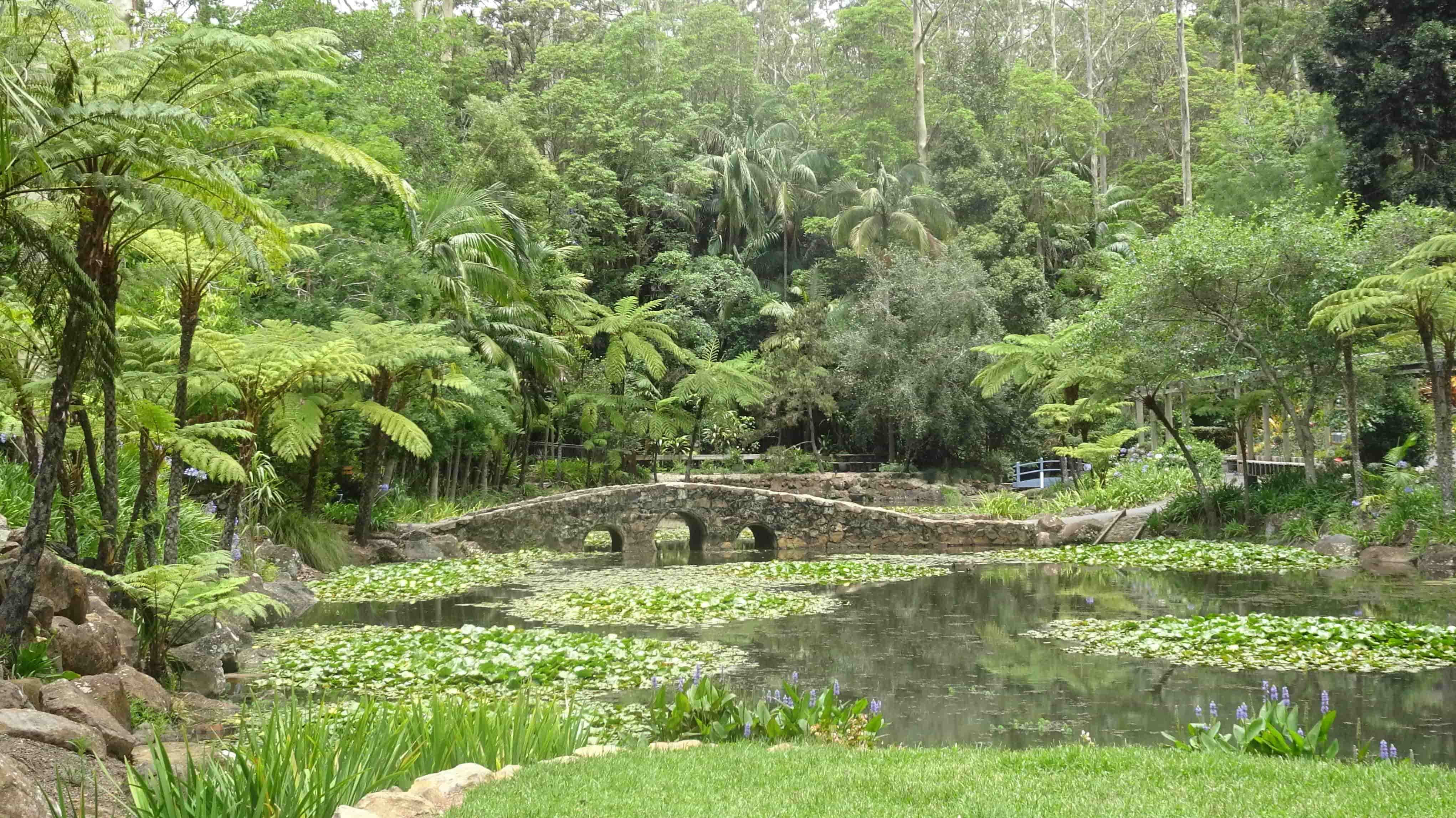 Lily-pad studded pond & stone arched bridge in botanical gardens