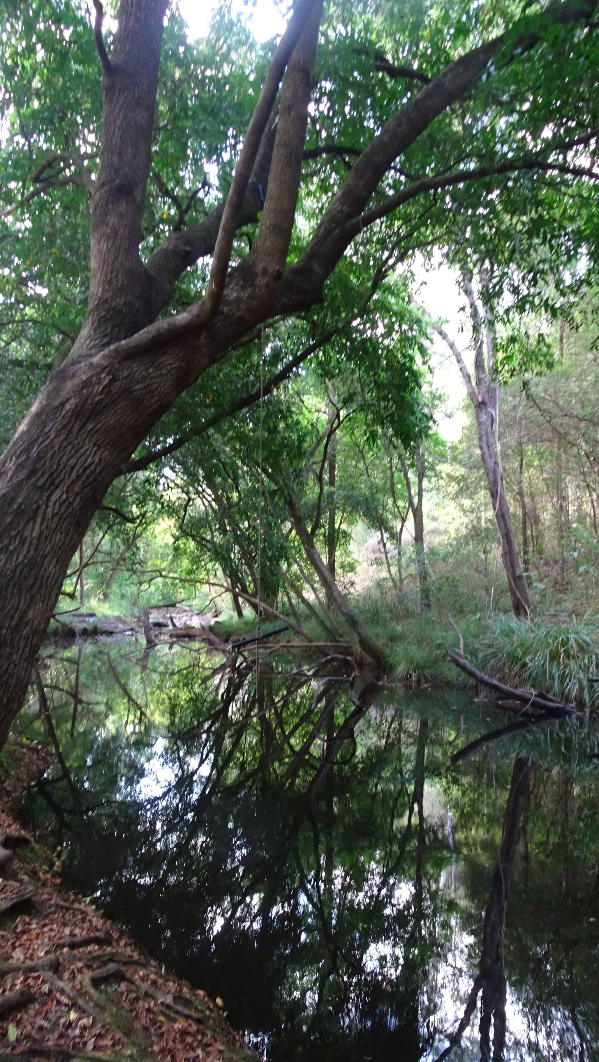 Australian creek lined with trees