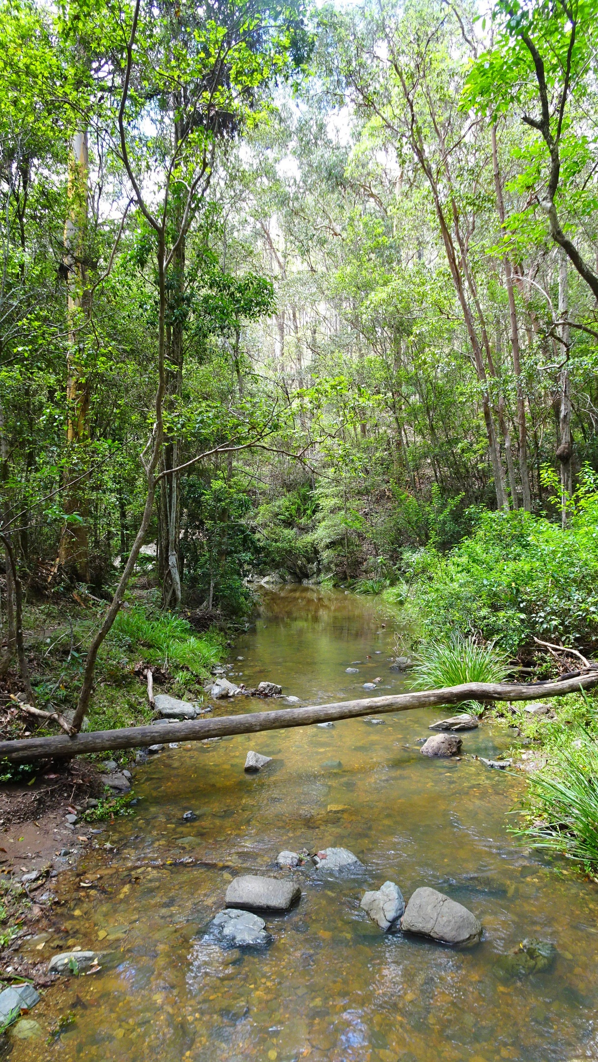 Rainforest stream