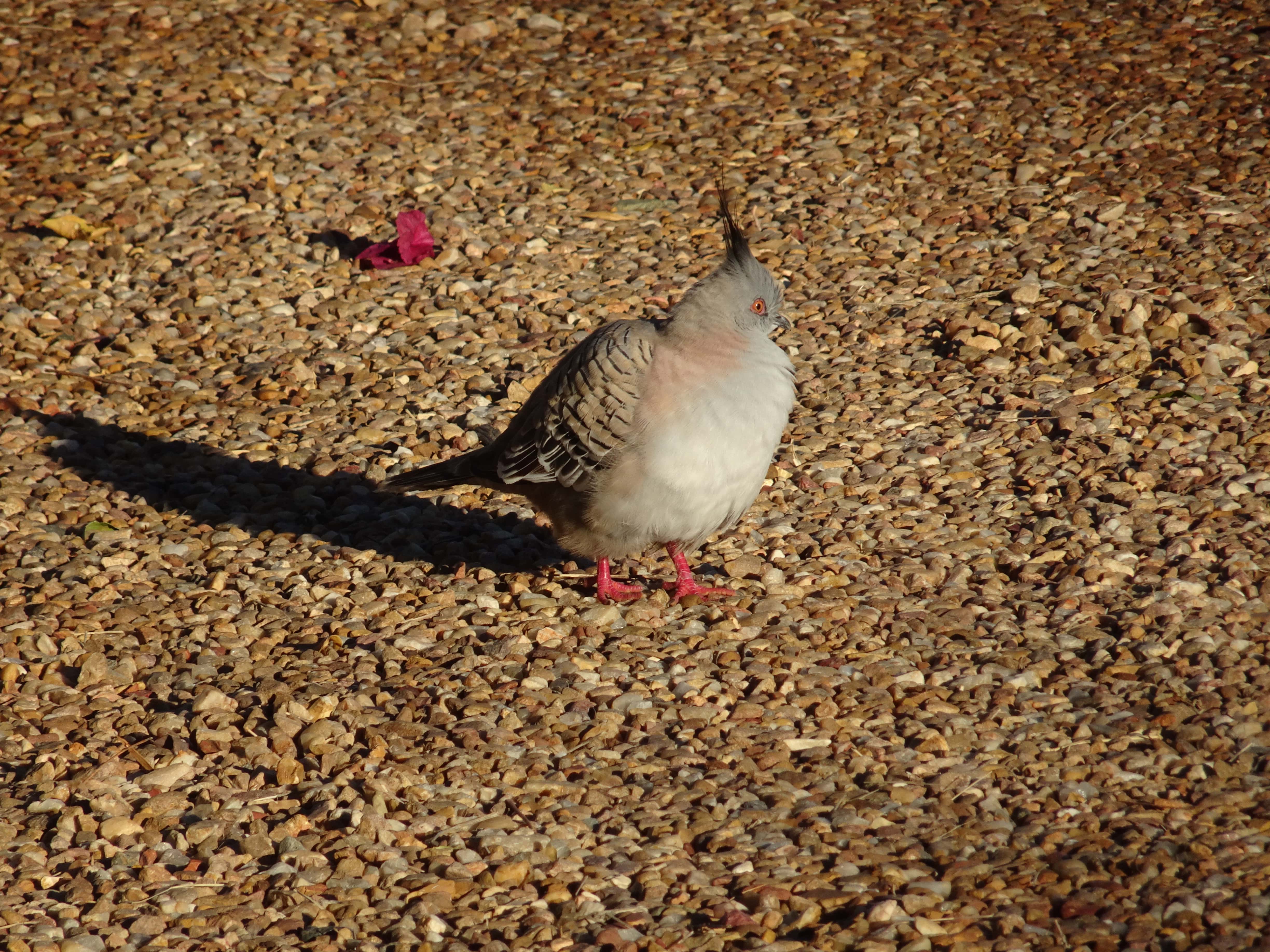 Side profile of topknot pigeon on gravel