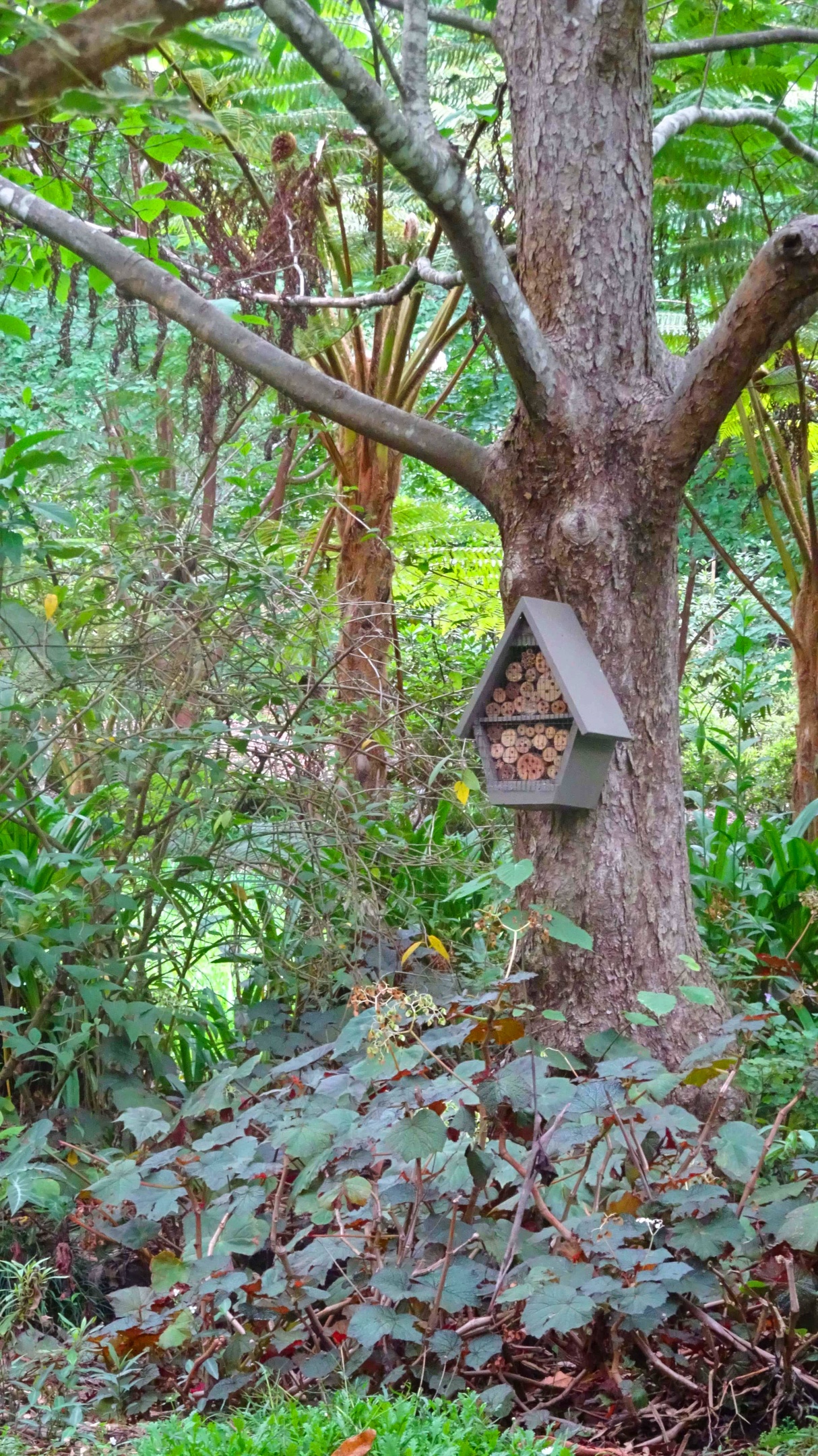 Native bee house affixed to large tree in rainforest setting