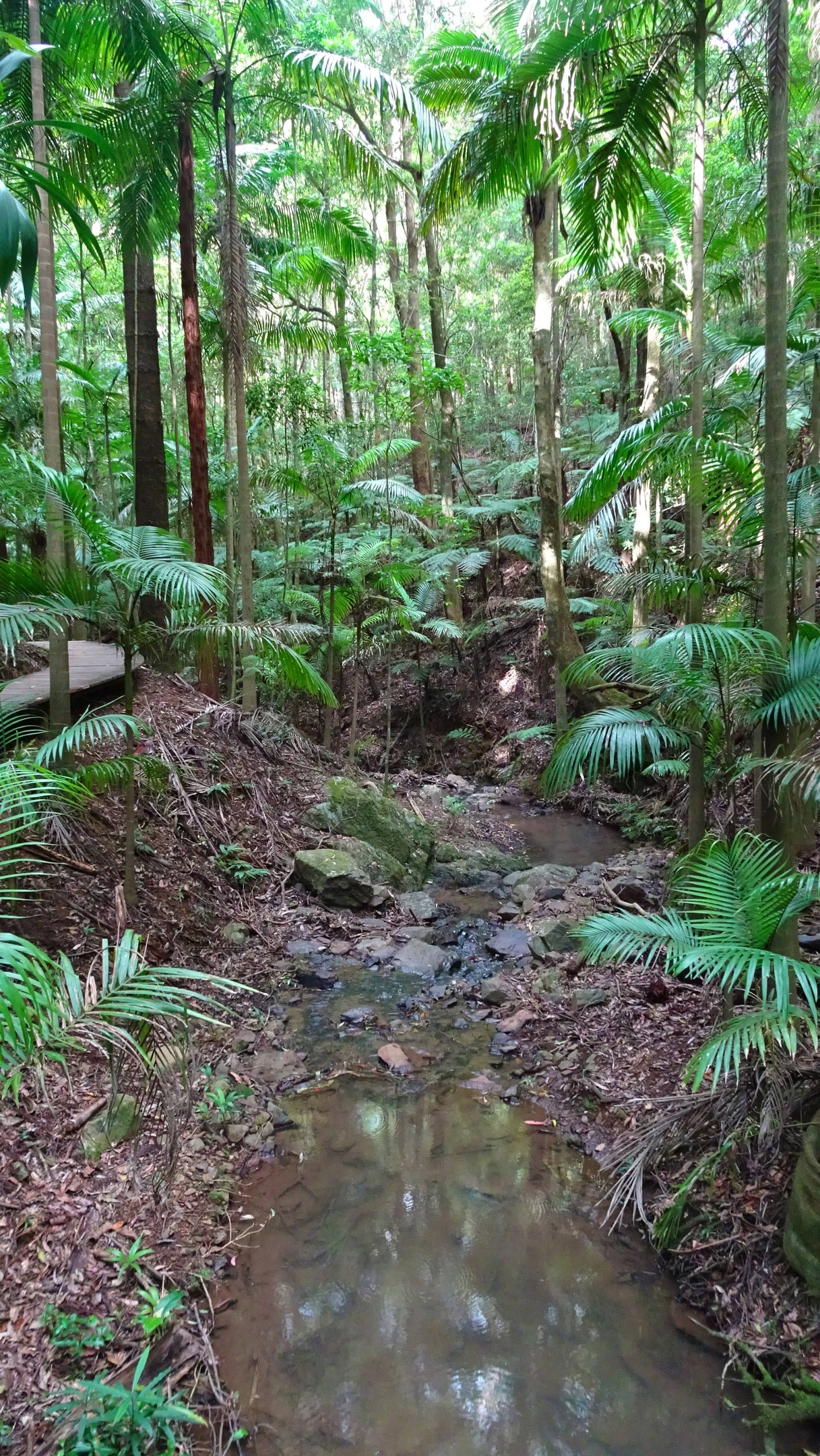 Rainforest stream