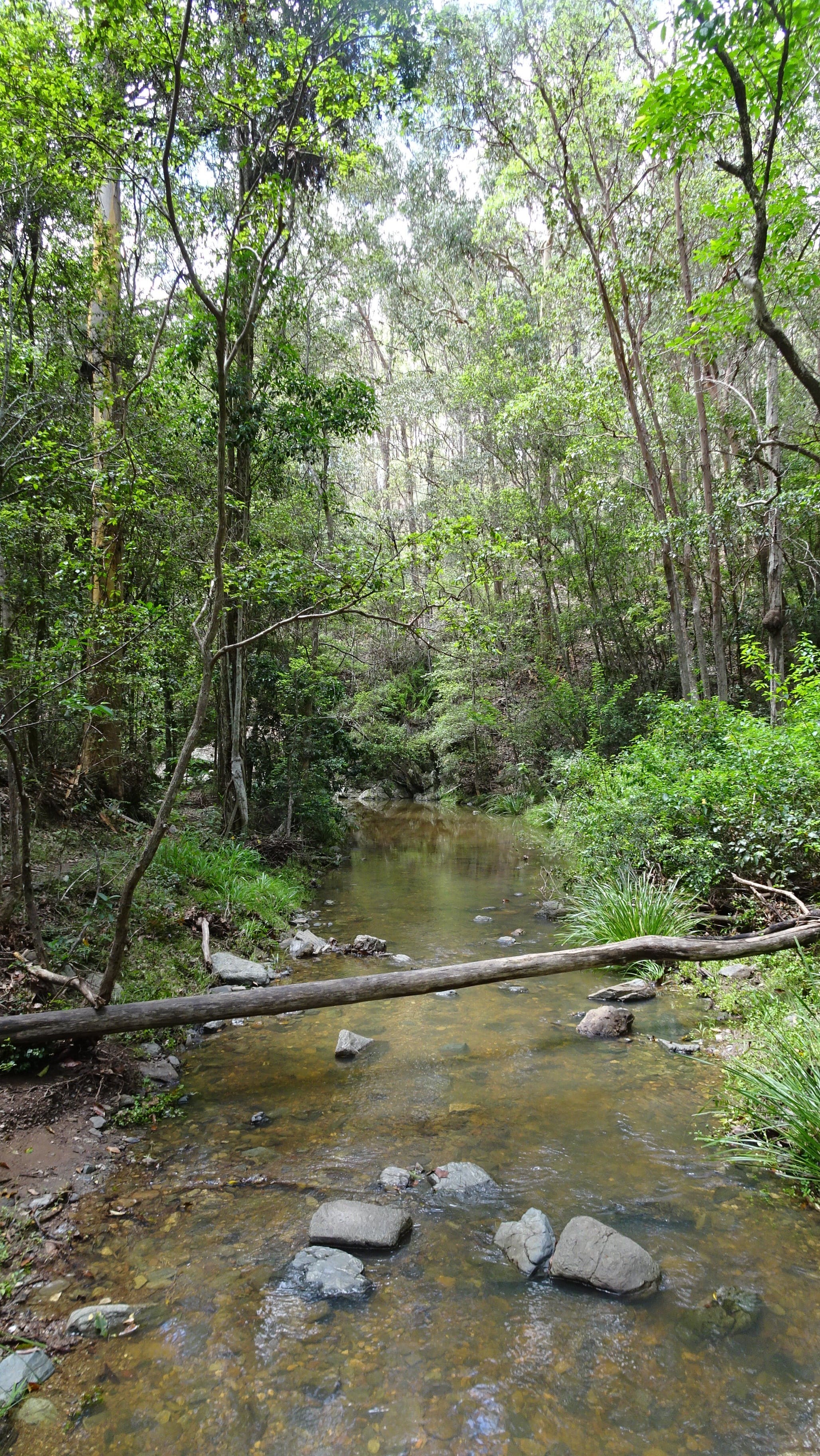 Rainforest stream