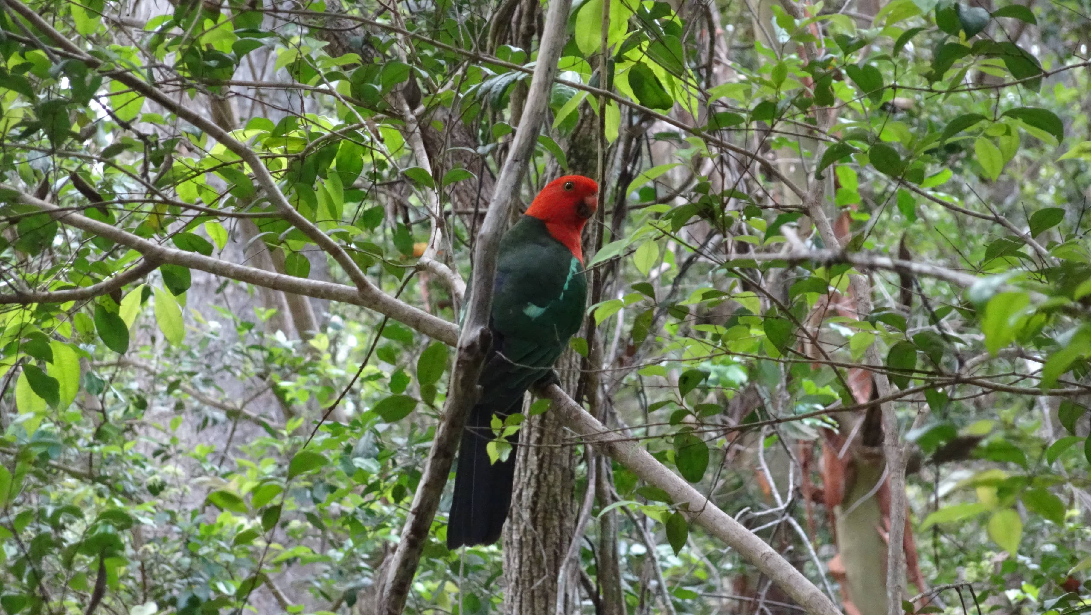 King parrot on branch