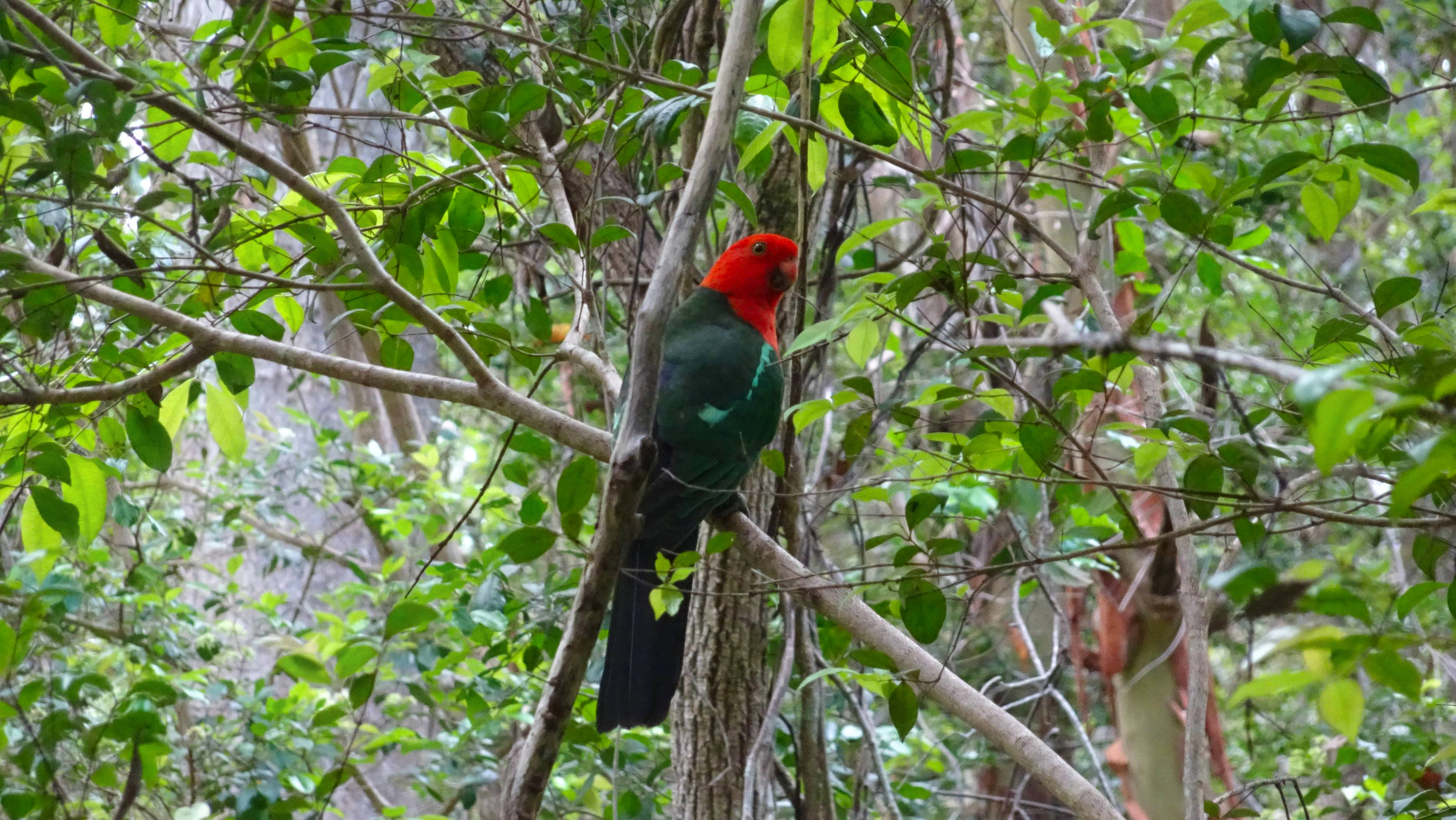 King parrot on branch