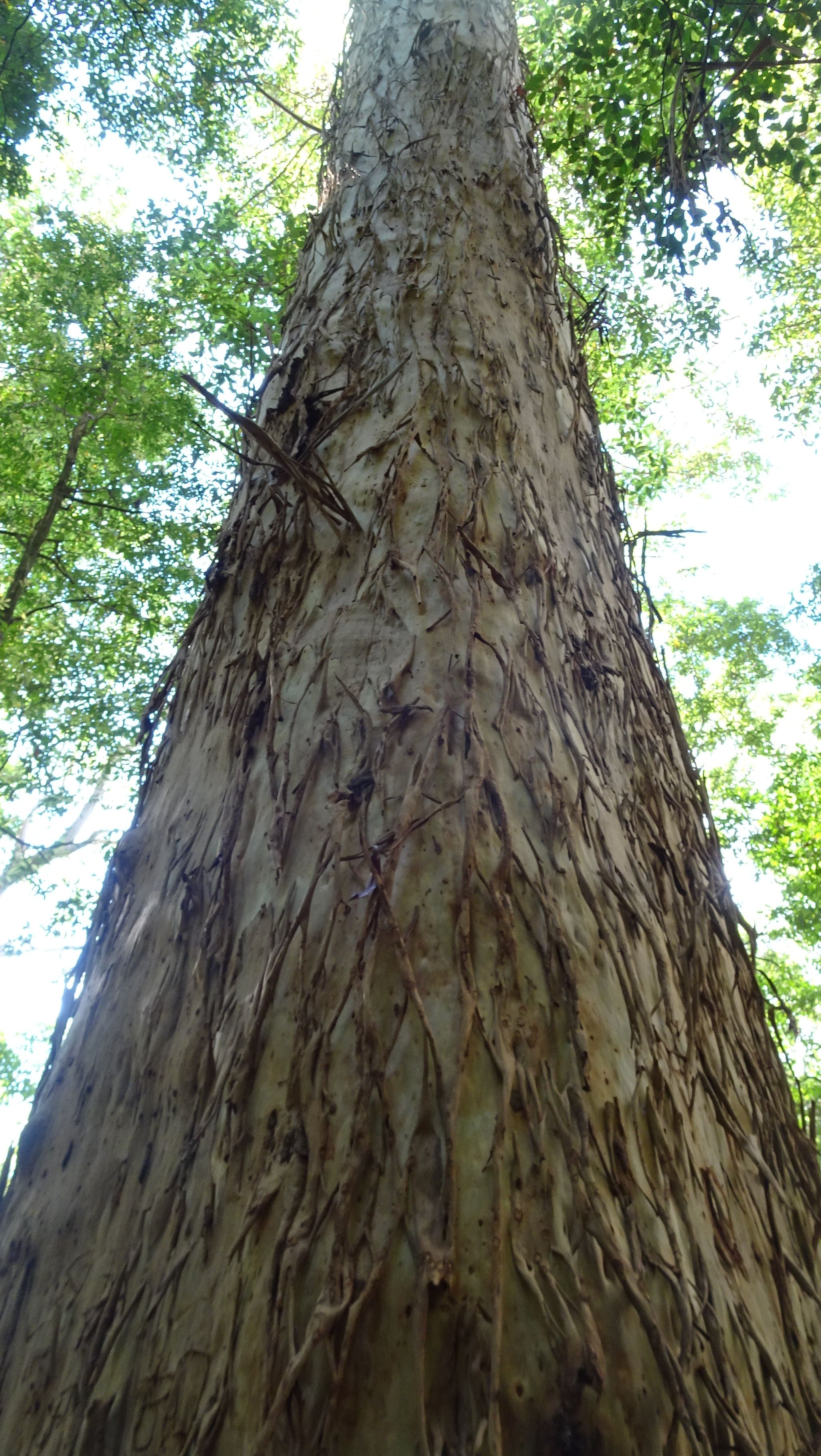 Tree trunk with shredded-looking bark