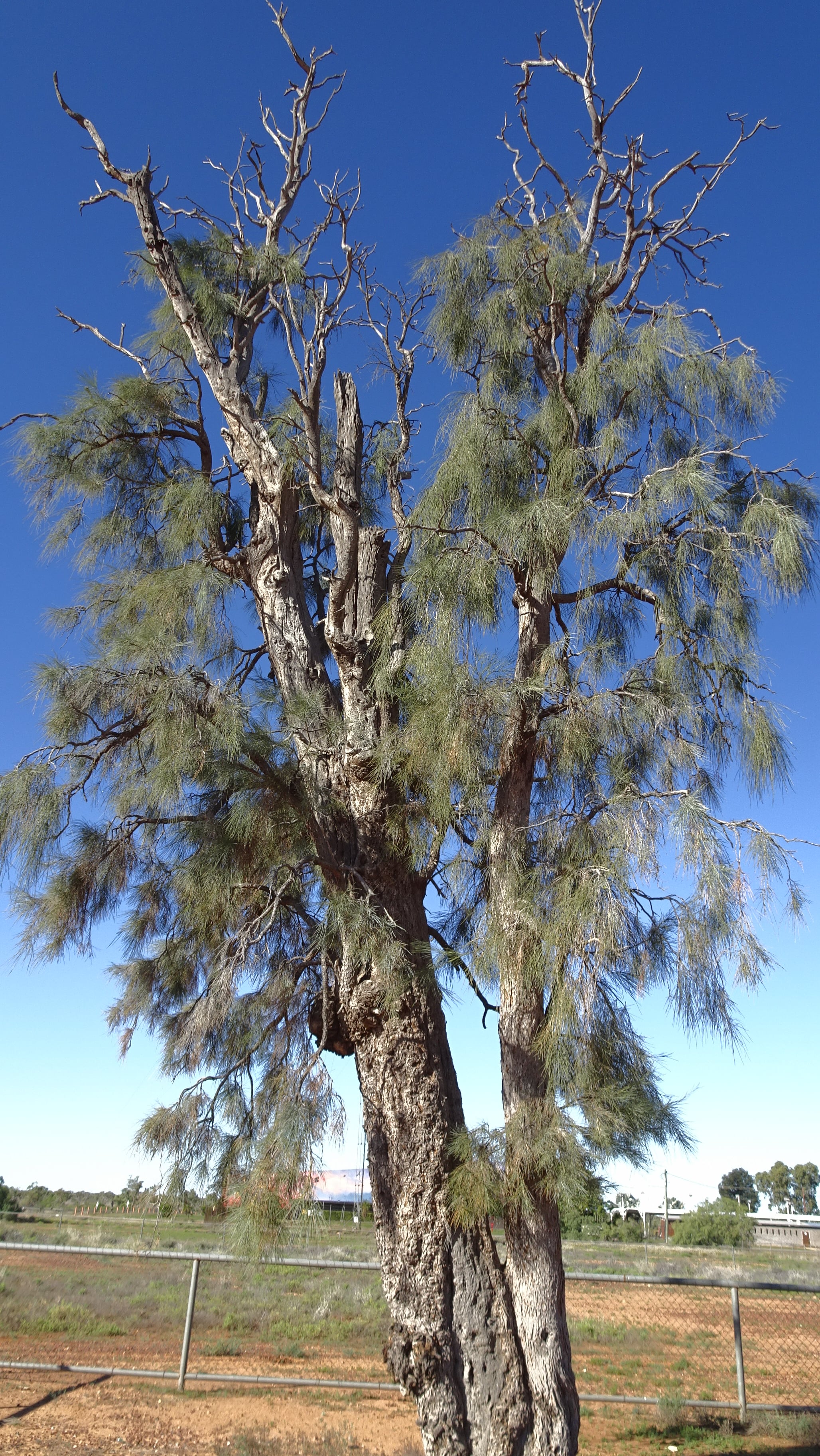 Sacred, rare Corroboree waddi tree (acacia peuce)