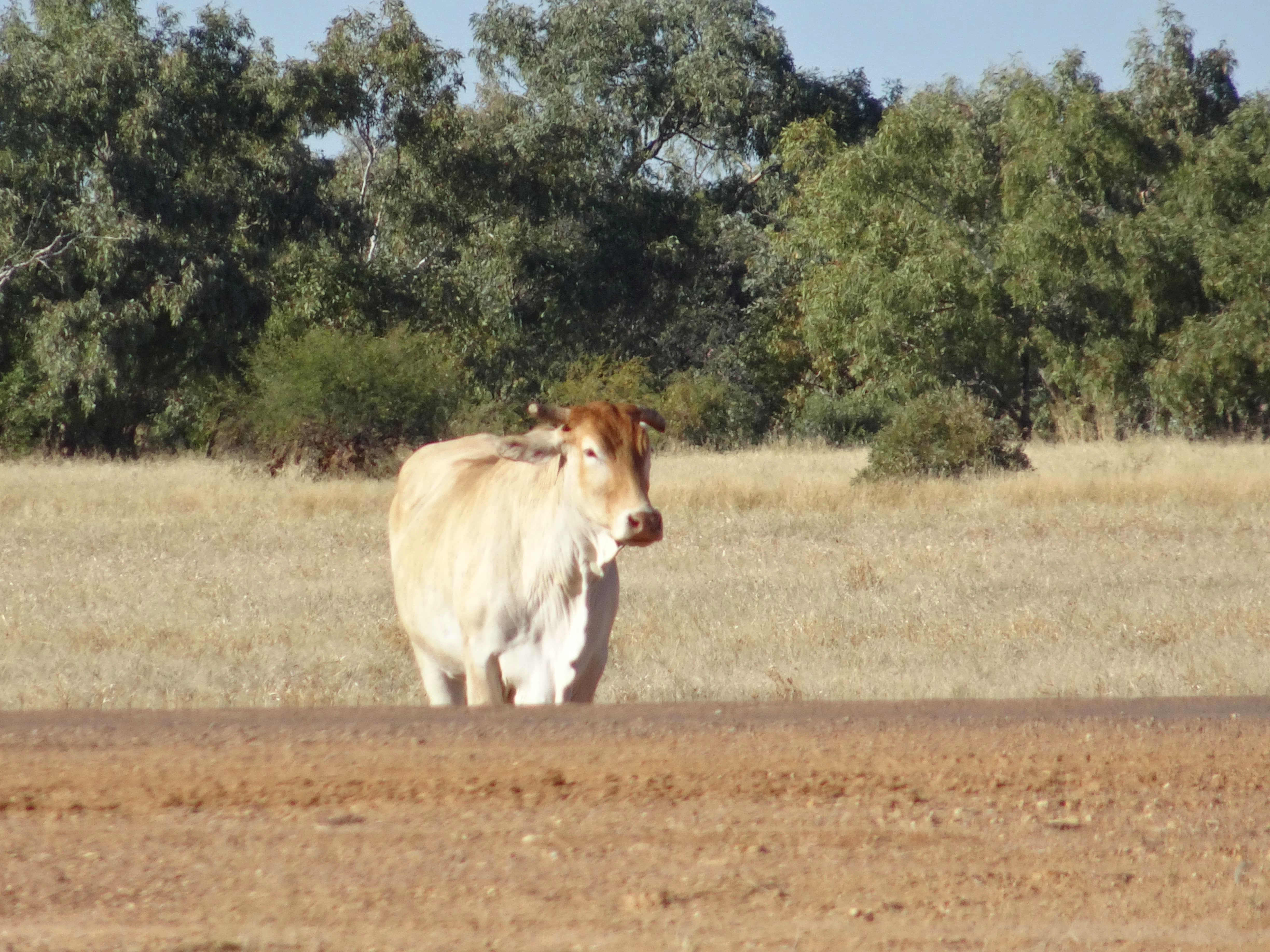 Cow looking at camera by side of the road in outback setting