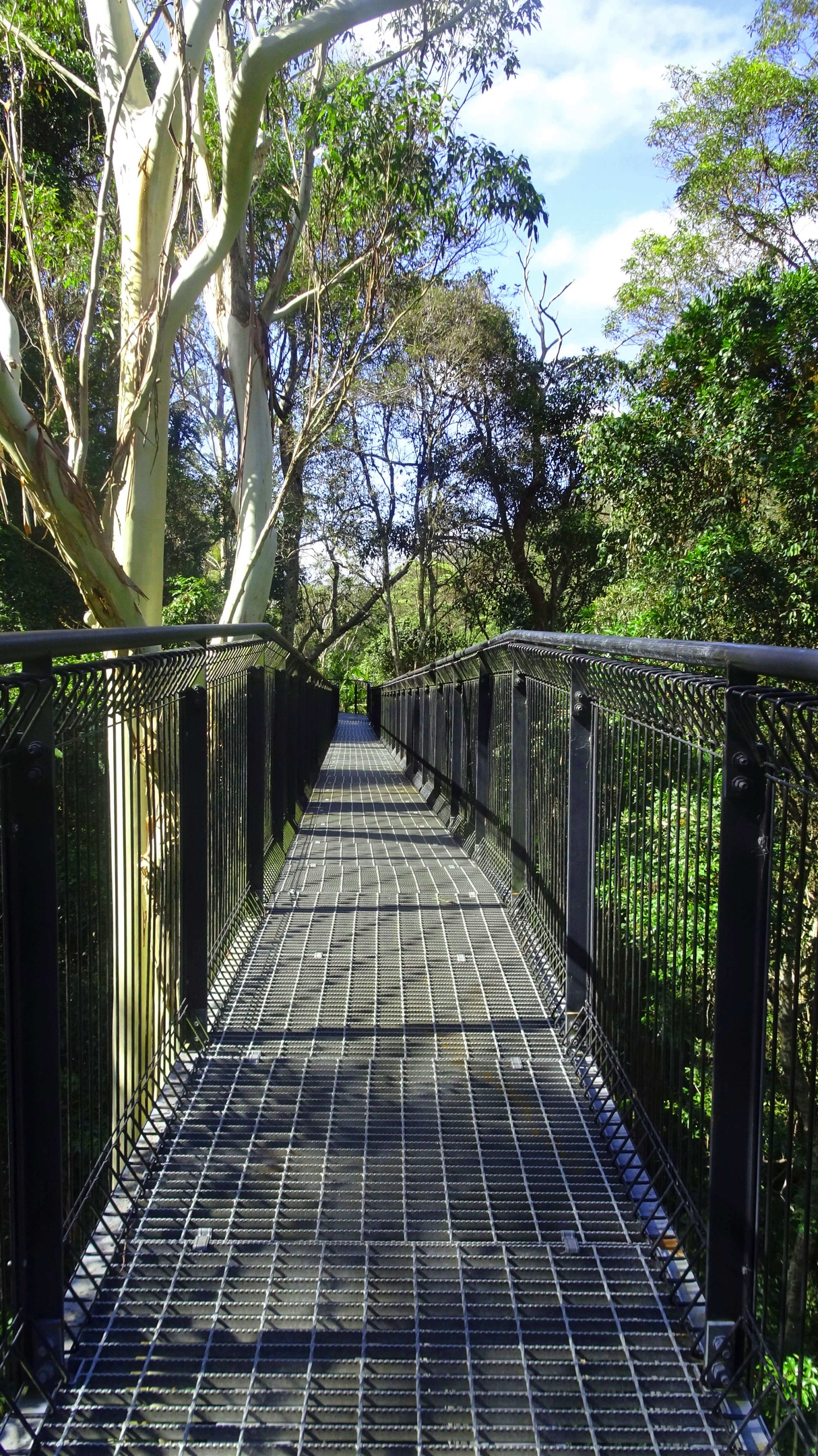 Elevated suspension walkway through treetops
