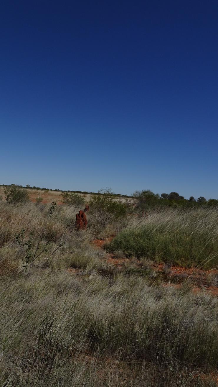 Outback scene of red dirt, green and white grassy plains and bushes