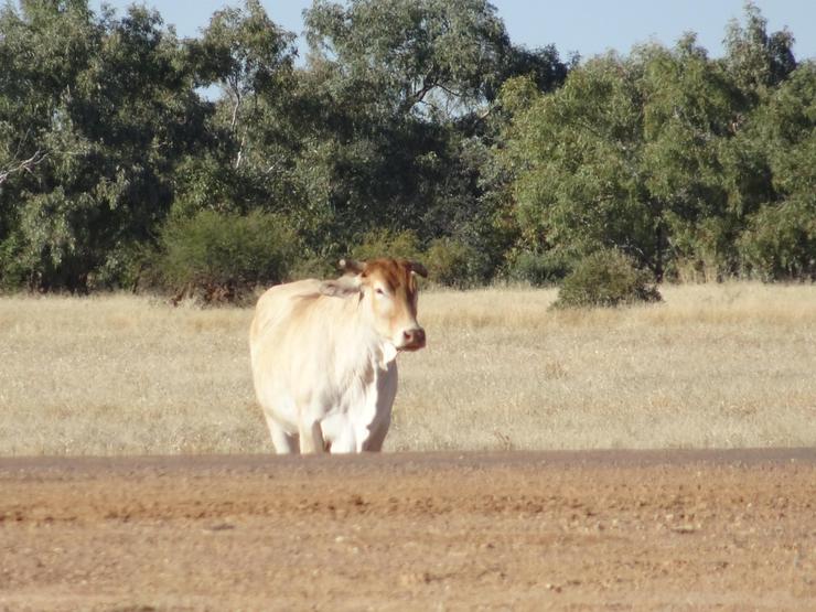 Cow looking at camera by side of the road in outback setting