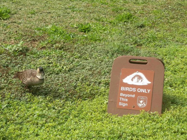 "Birds Only beyond this sign" with an Hawaiian nene bird standing beside it
